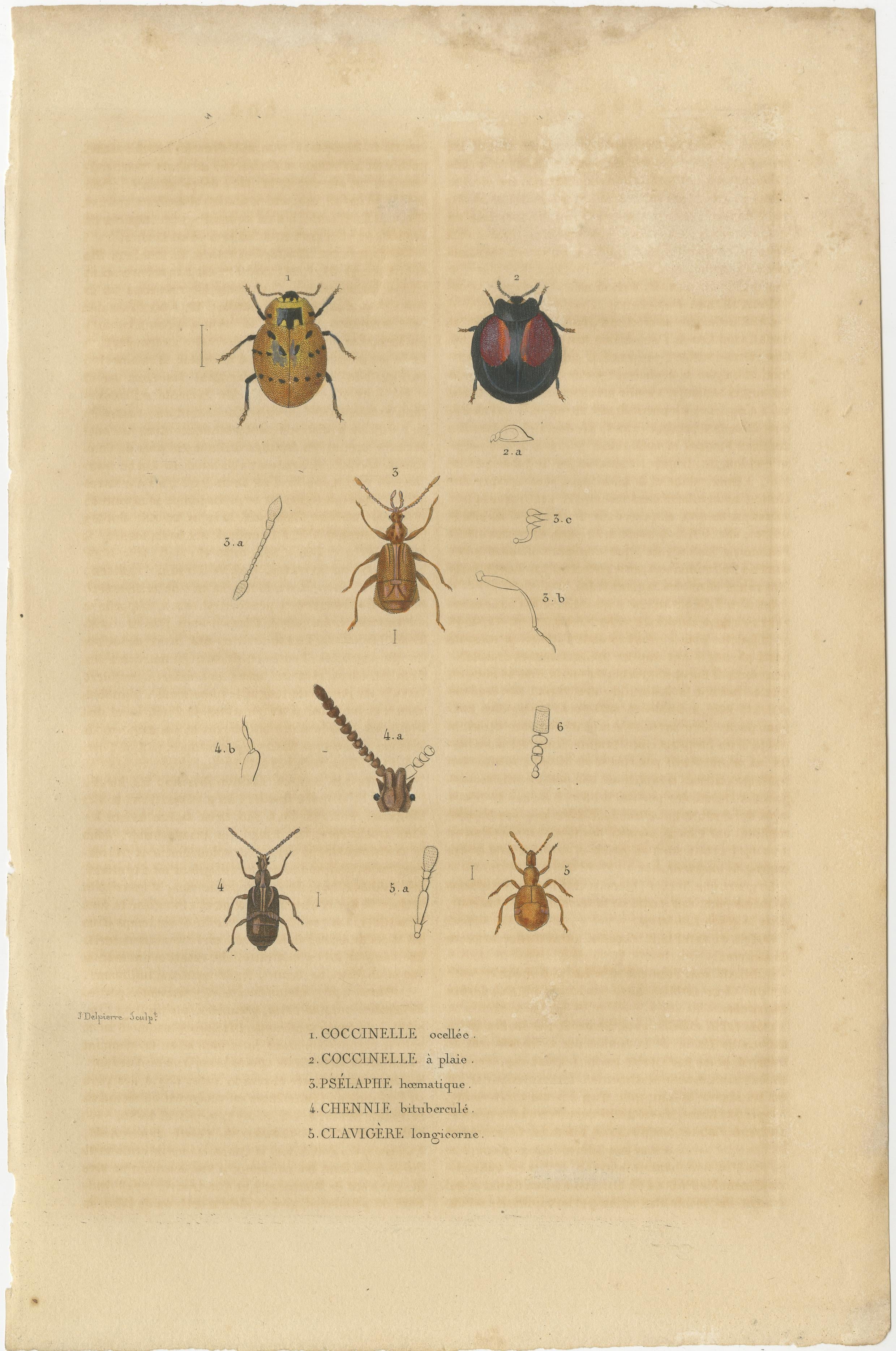 A set of four antique engravings from the year 1845, depicting various insects in a detailed and hand-colored manner. These illustrations are  from a scientific publication or a natural history book of that period, where such detailed engravings
