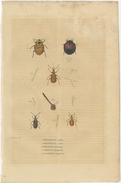 Entomological Treasury: A Detailed Study of Insect Diversity, 1845