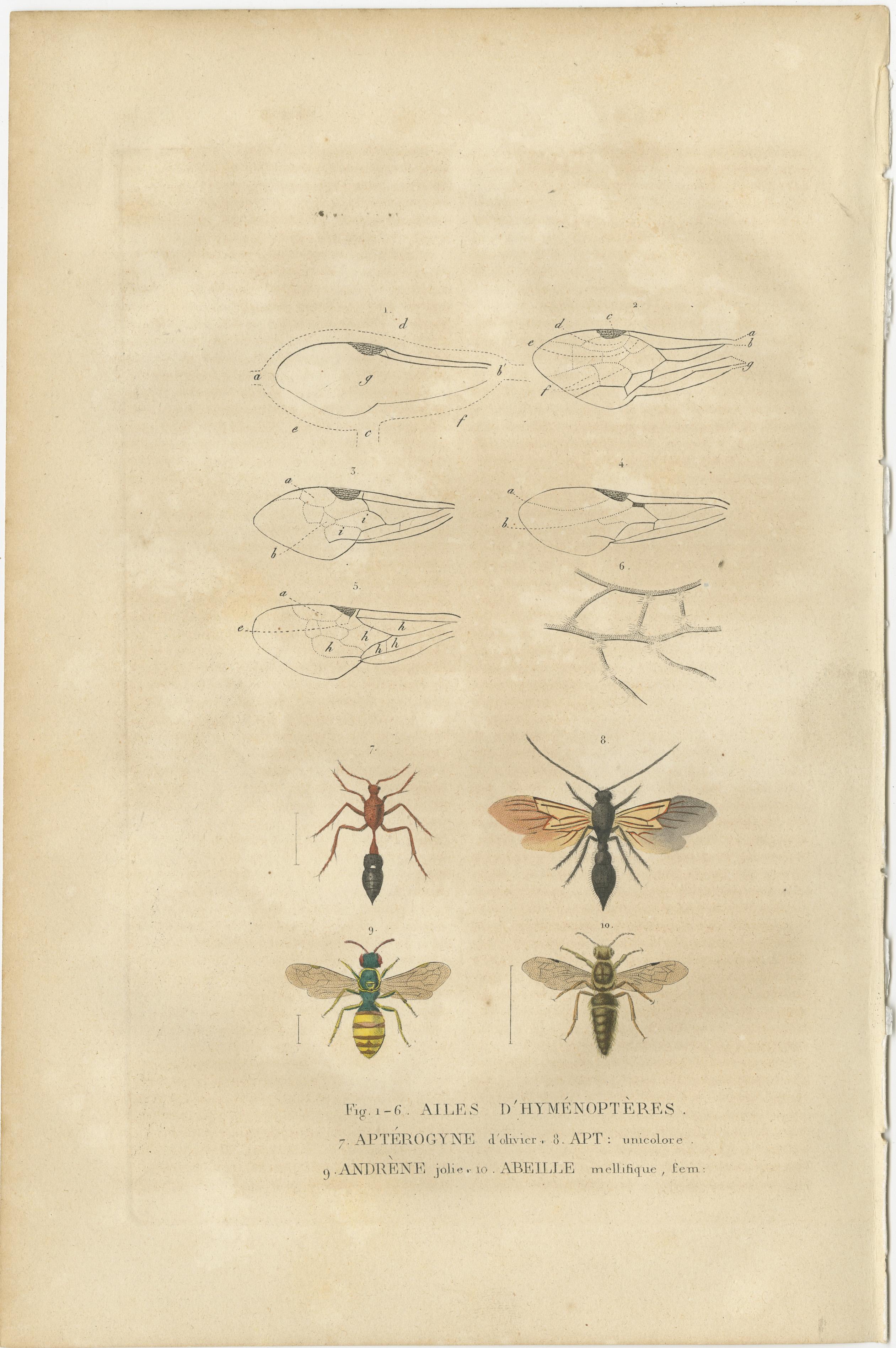 Engraved 1845 Entomological Treasury: A Detailed Study of Insect Diversity For Sale