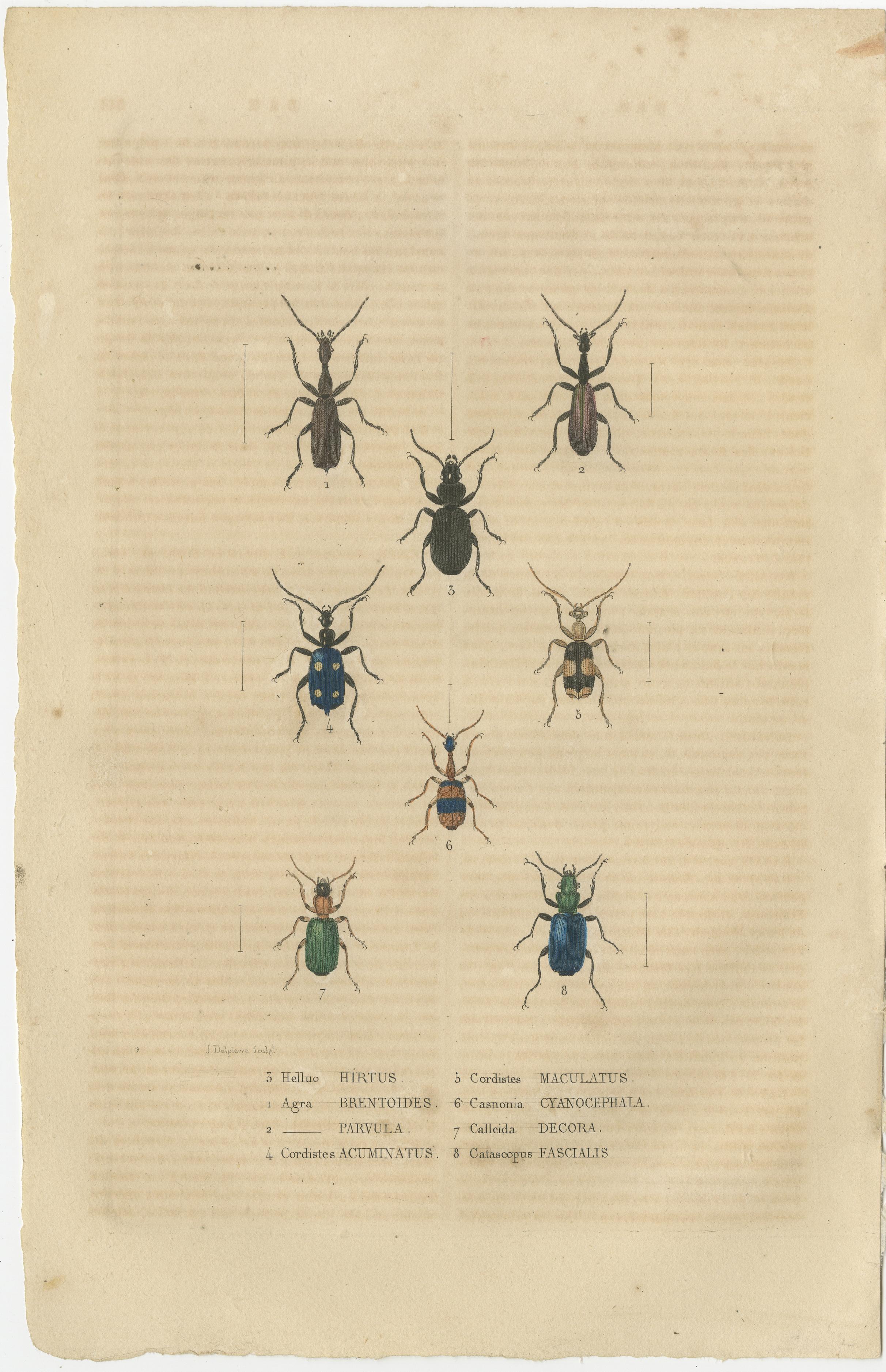 1845 Entomological Treasury: A Detailed Study of Insect Diversity In Fair Condition For Sale In Langweer, NL