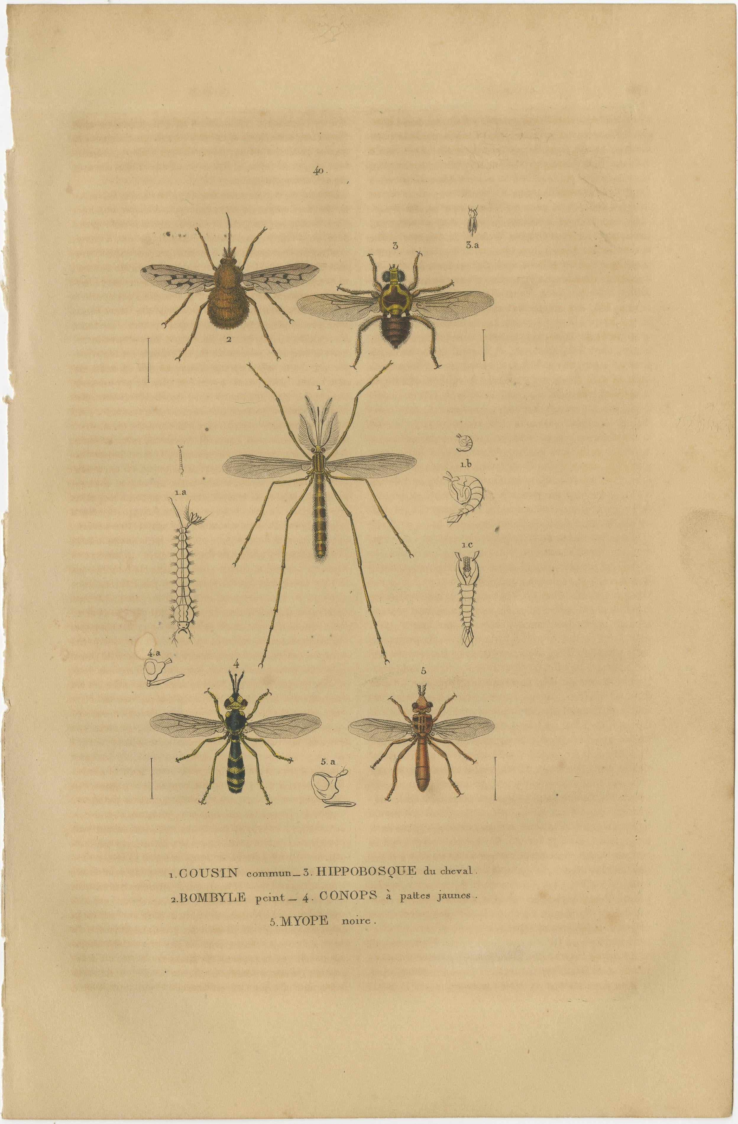 Mid-19th Century 1845 Entomological Treasury: A Detailed Study of Insect Diversity For Sale