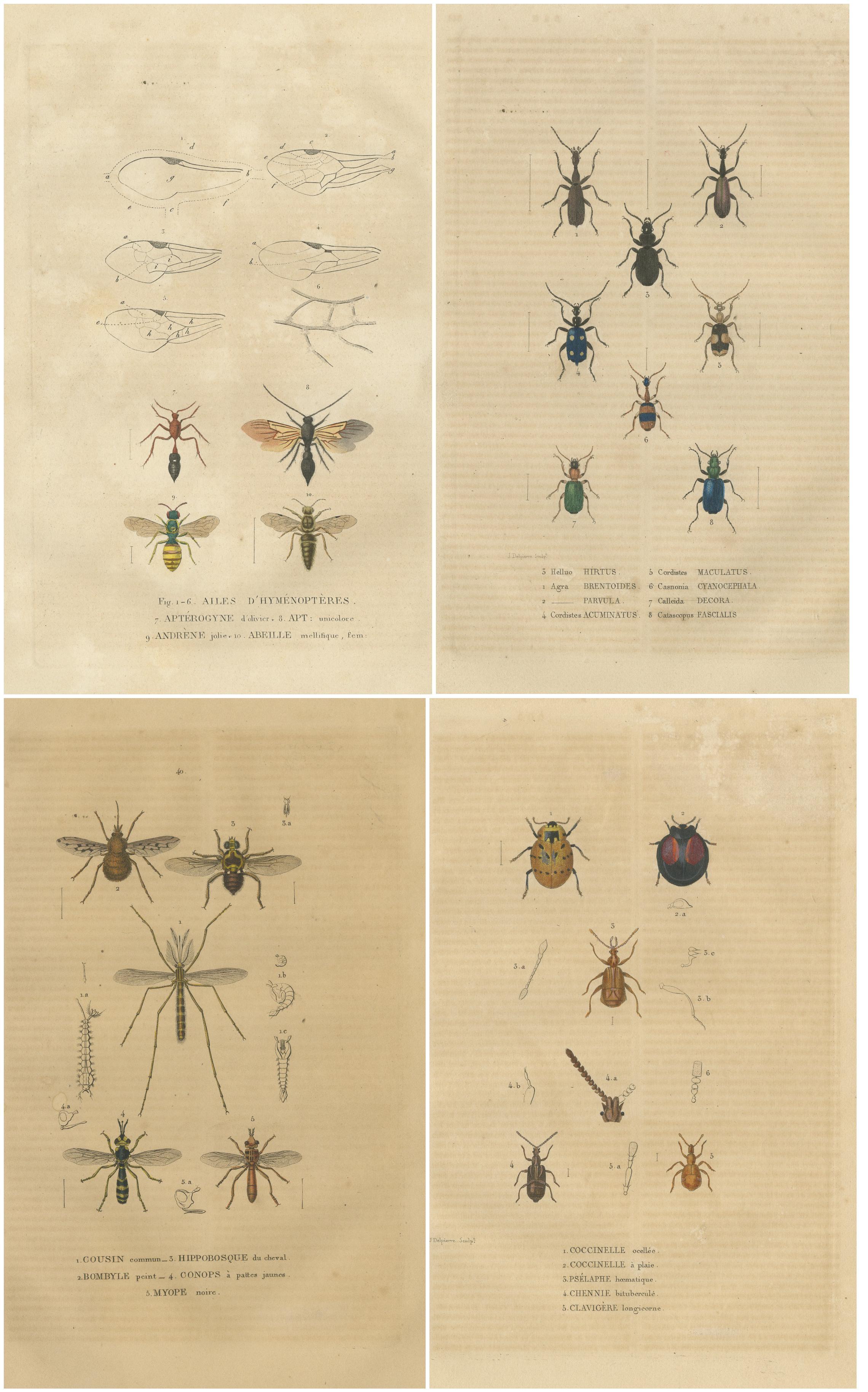 Paper 1845 Entomological Treasury: A Detailed Study of Insect Diversity For Sale