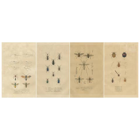 Entomological Treasury: A Detailed Study of Insect Diversity, 1845