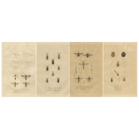 Entomological Treasury: A Detailed Study of Insect Diversity, 1845