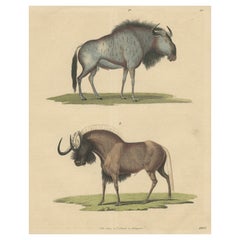 Antique 1845 Hand-Colored Engraving of Wildebeest – Blue & Black Gnu