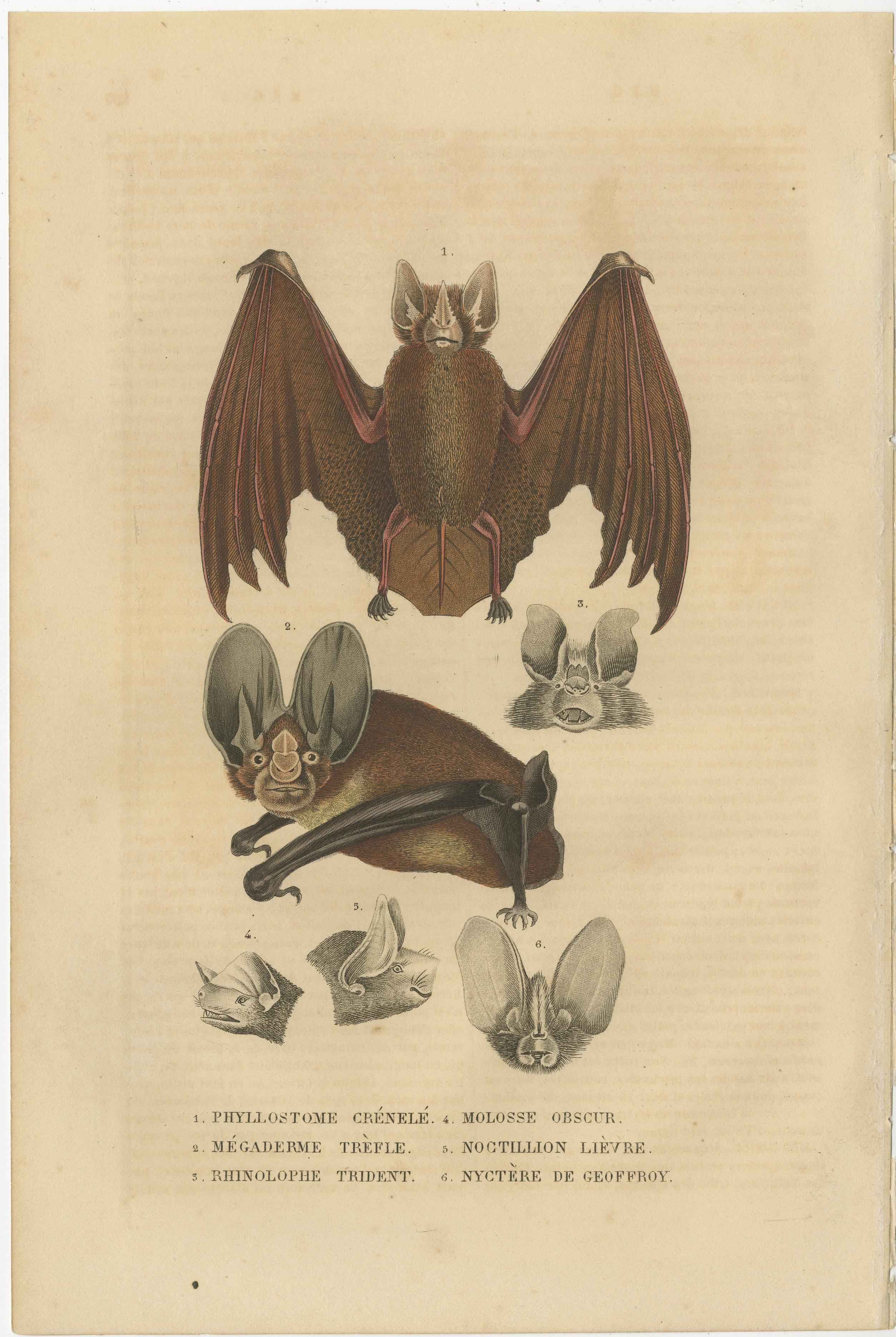Bei dem Druck handelt es sich um einen handkolorierten Stich aus dem Jahr 1845, der eine Auswahl von sechs verschiedenen Fledermausarten zeigt, die jeweils sorgfältig illustriert sind, um ihre besonderen anatomischen Merkmale hervorzuheben. Diese