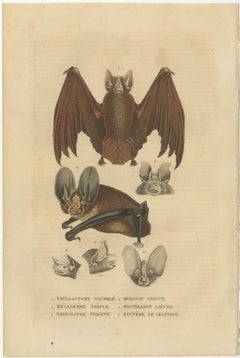 1845 Handkolorierte Fledermausgravur: Eine Studie der Vielfalt der Chiroptera