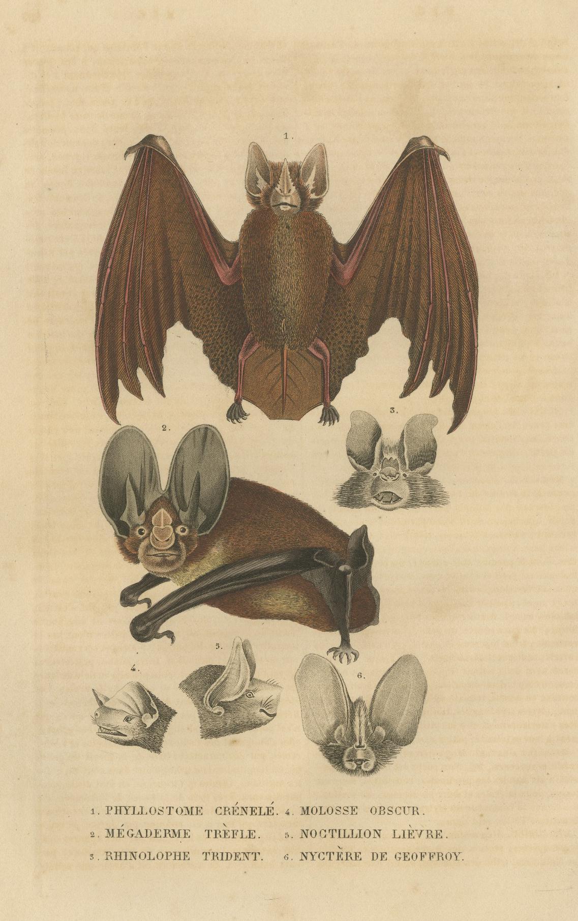 1845 Handkolorierte Fledermausgravur: Eine Studie der Vielfalt der Chiroptera (Graviert) im Angebot