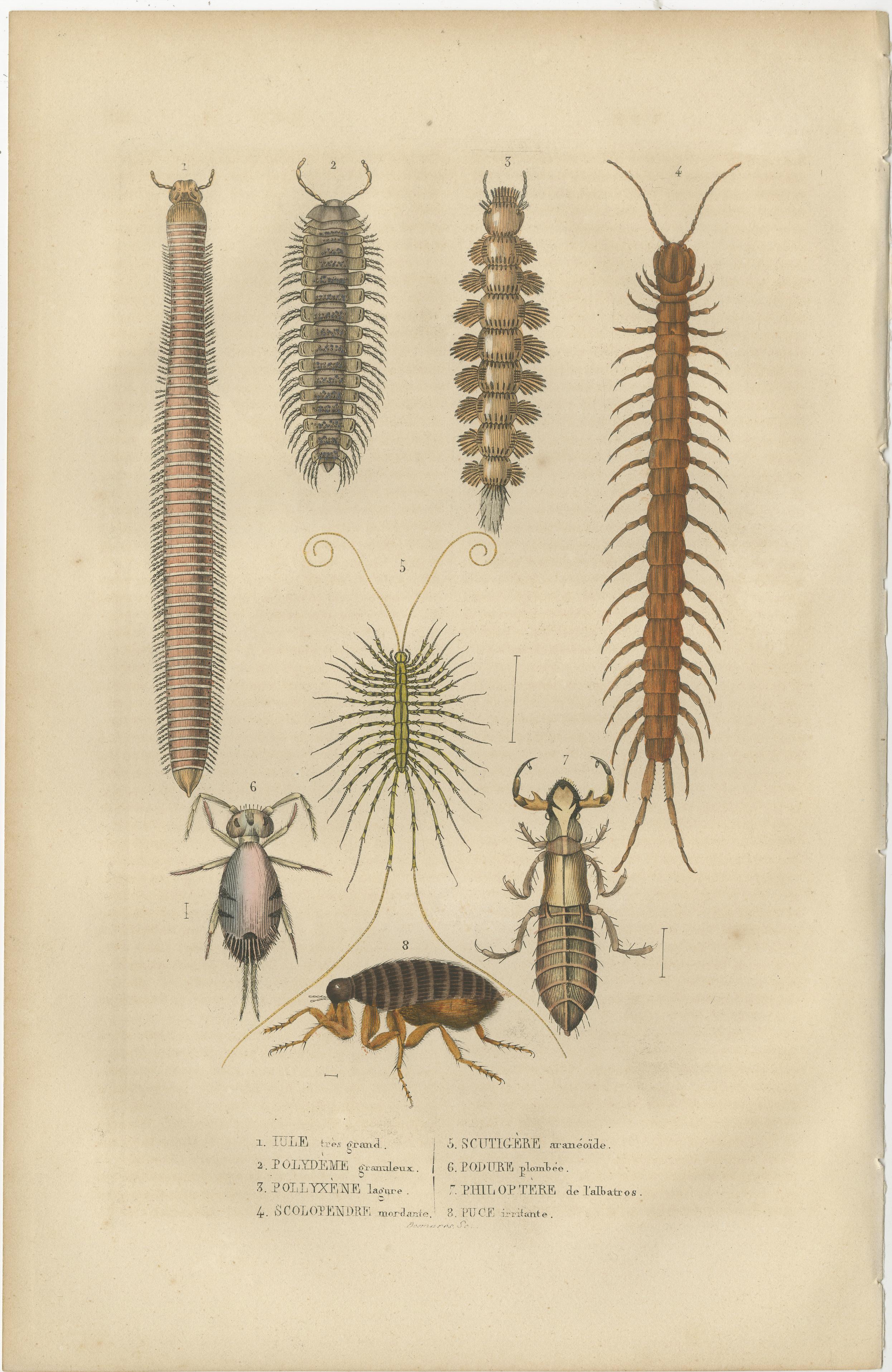This image is a beautifully detailed handcolored engraving from 1845, featuring a series of marine invertebrates and insects. It includes eight specimens, each meticulously illustrated with a focus on anatomical accuracy and detail. The creatures