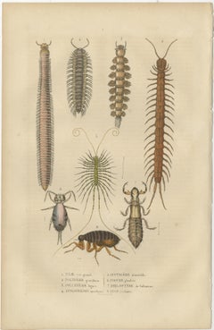 1845 Scientific Art: Handcolored Engraving of Marine Invertebrates and Insects