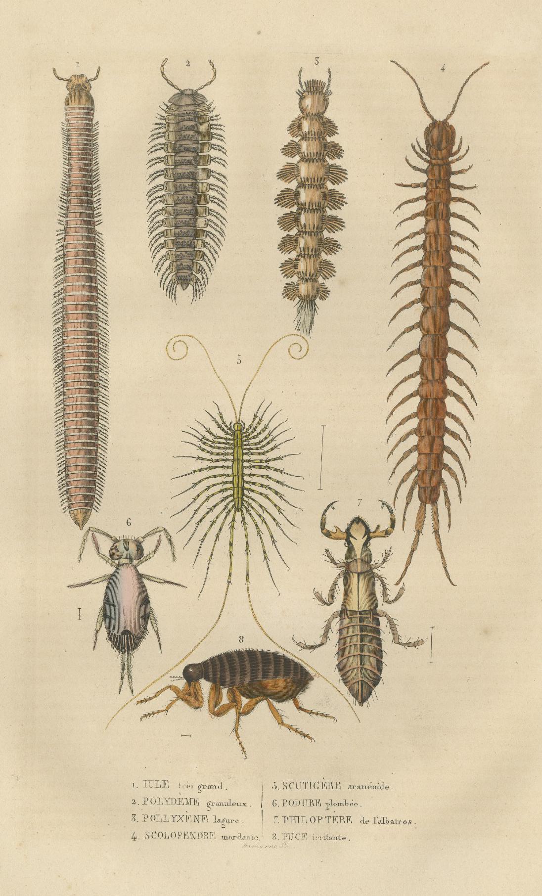 Engraved 1845 Scientific Art: Handcolored Engraving of Marine Invertebrates and Insects For Sale