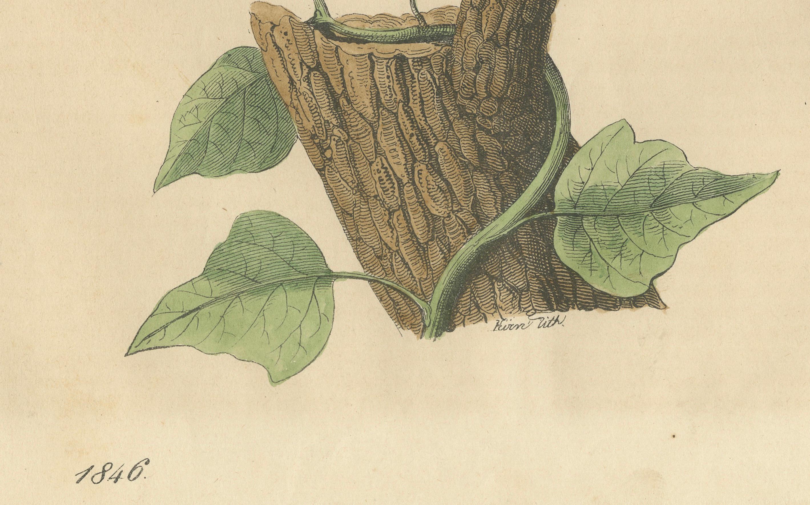 Titel:  1846 Seidenschwanz - Seltene handkolorierte Lithographie aus Carl Hoffmanns *Buch der Welt*

Beschreibung:  
Diese handkolorierte Lithografie aus dem Jahr 1846 zeigt einen Seidenschwanz, einen Vogel, der für seinen markanten Schopf und sein