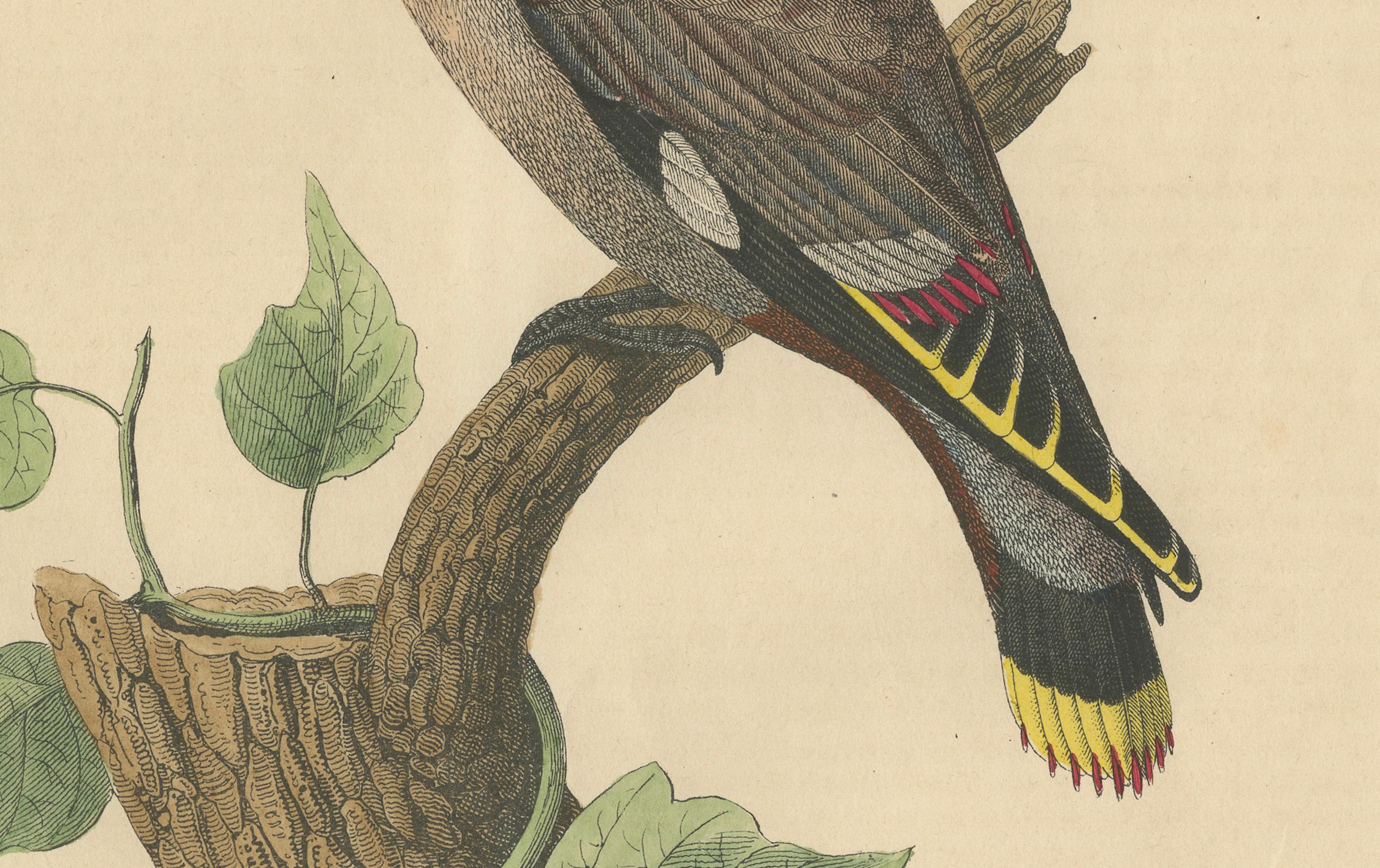 1846 Waxwing - Seltene handkolorierte Lithographie aus Hoffmanns Buch der Welt im Zustand „Gut“ im Angebot in Langweer, NL