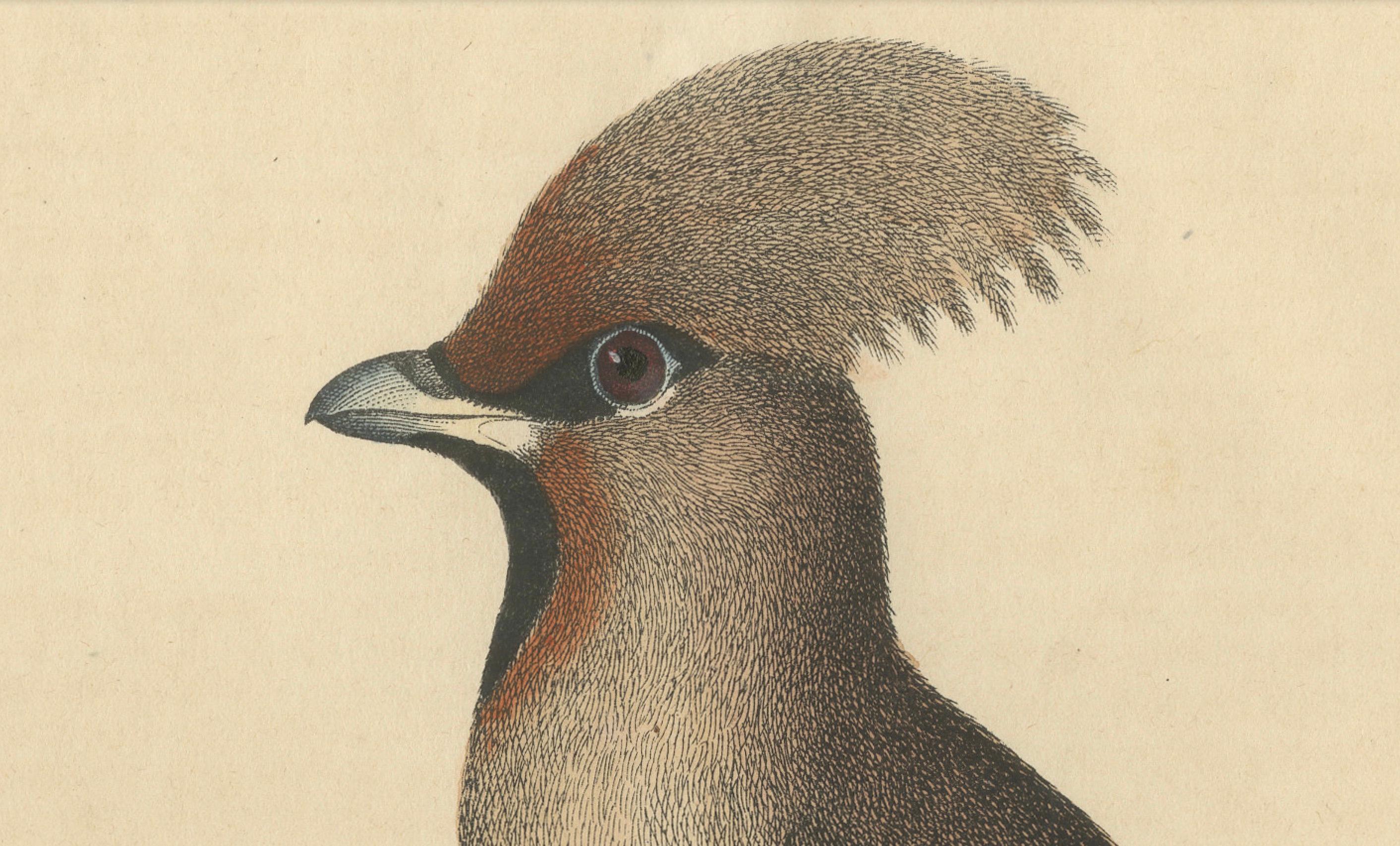 1846 Waxwing - Seltene handkolorierte Lithographie aus Hoffmanns Buch der Welt (Mittleres 19. Jahrhundert) im Angebot