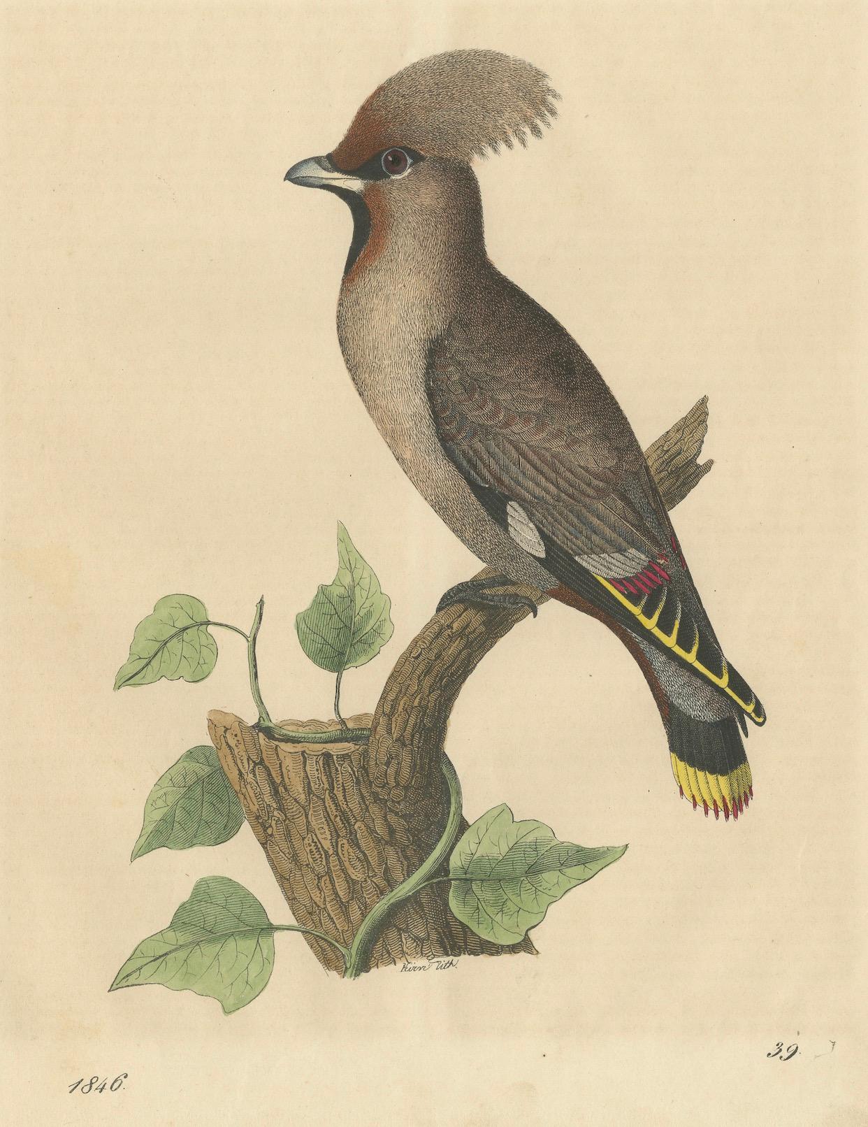 1846 Waxwing - Seltene handkolorierte Lithographie aus Hoffmanns Buch der Welt (Papier) im Angebot