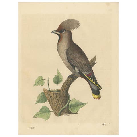 1846 Waxwing - Rare Hand-Colored Lithograph from Hoffmann's Book of the World