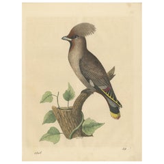 1846 Waxwing - Seltene handkolorierte Lithographie aus Hoffmanns Buch der Welt