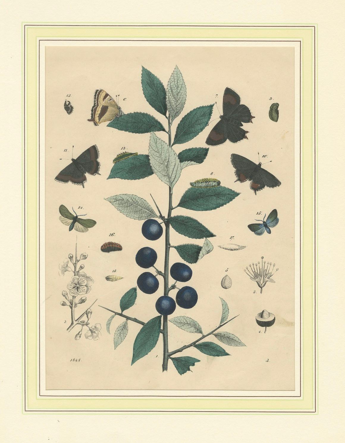 Titel: Handkolorierte Lithographie von 1848 mit Schmetterlingen, Raupen und Schlehdorngewächsen - eine fesselnde Studie der Naturgeschichte  

Beschreibung:  Diese beeindruckende handkolorierte Lithografie aus dem Jahr 1848 zeigt eine elegante