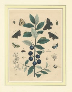 1848 Hand-Colored Lithograph of Butterflies, Caterpillars and Blackthorn Plant