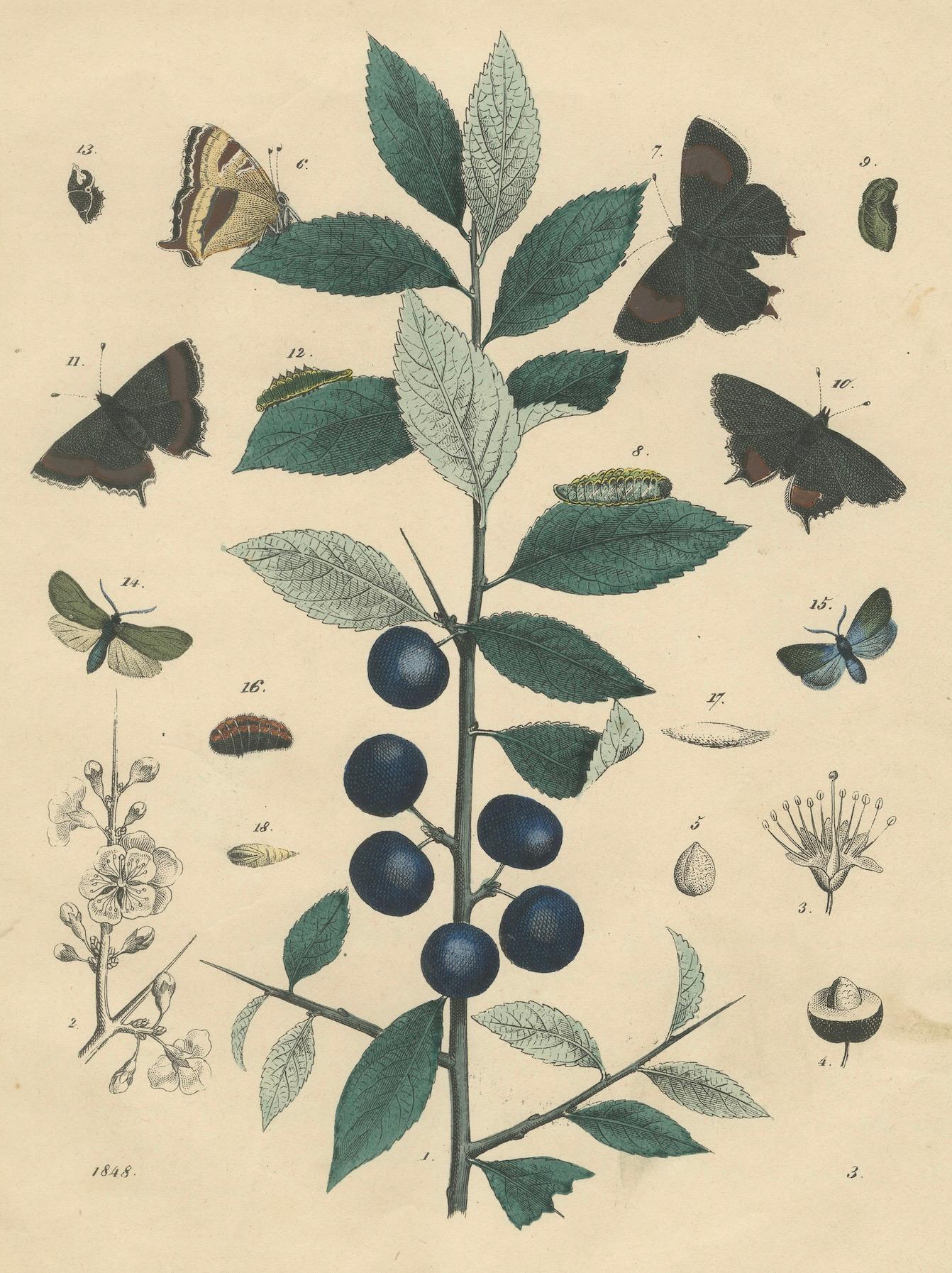 1848 Handkolorierte Lithographie von Schmetterlingen, Katzenpilzen und Schwarzthornpflanze im Zustand „Gut“ im Angebot in Langweer, NL