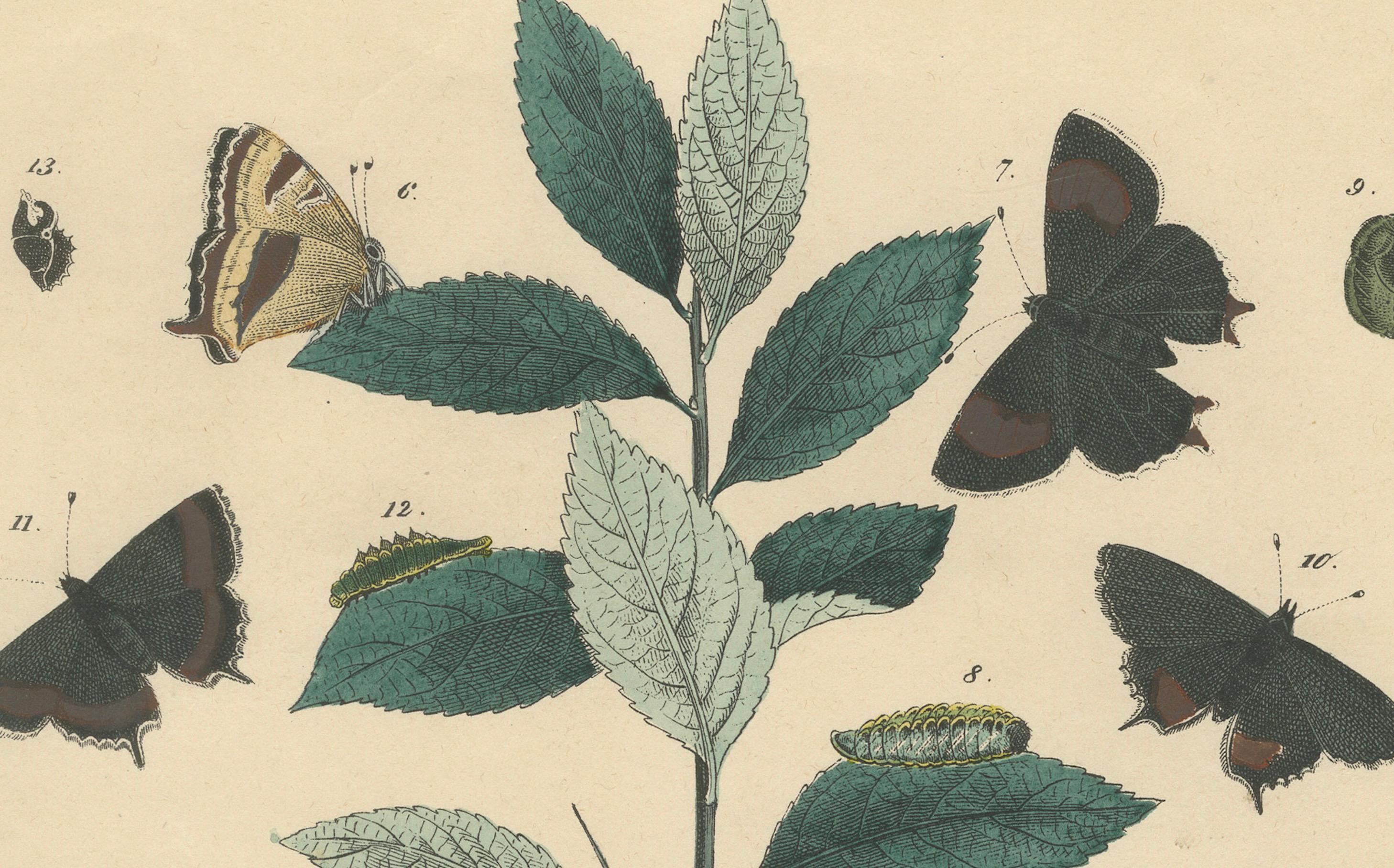 1848 Handkolorierte Lithographie von Schmetterlingen, Katzenpilzen und Schwarzthornpflanze (Mittleres 19. Jahrhundert) im Angebot
