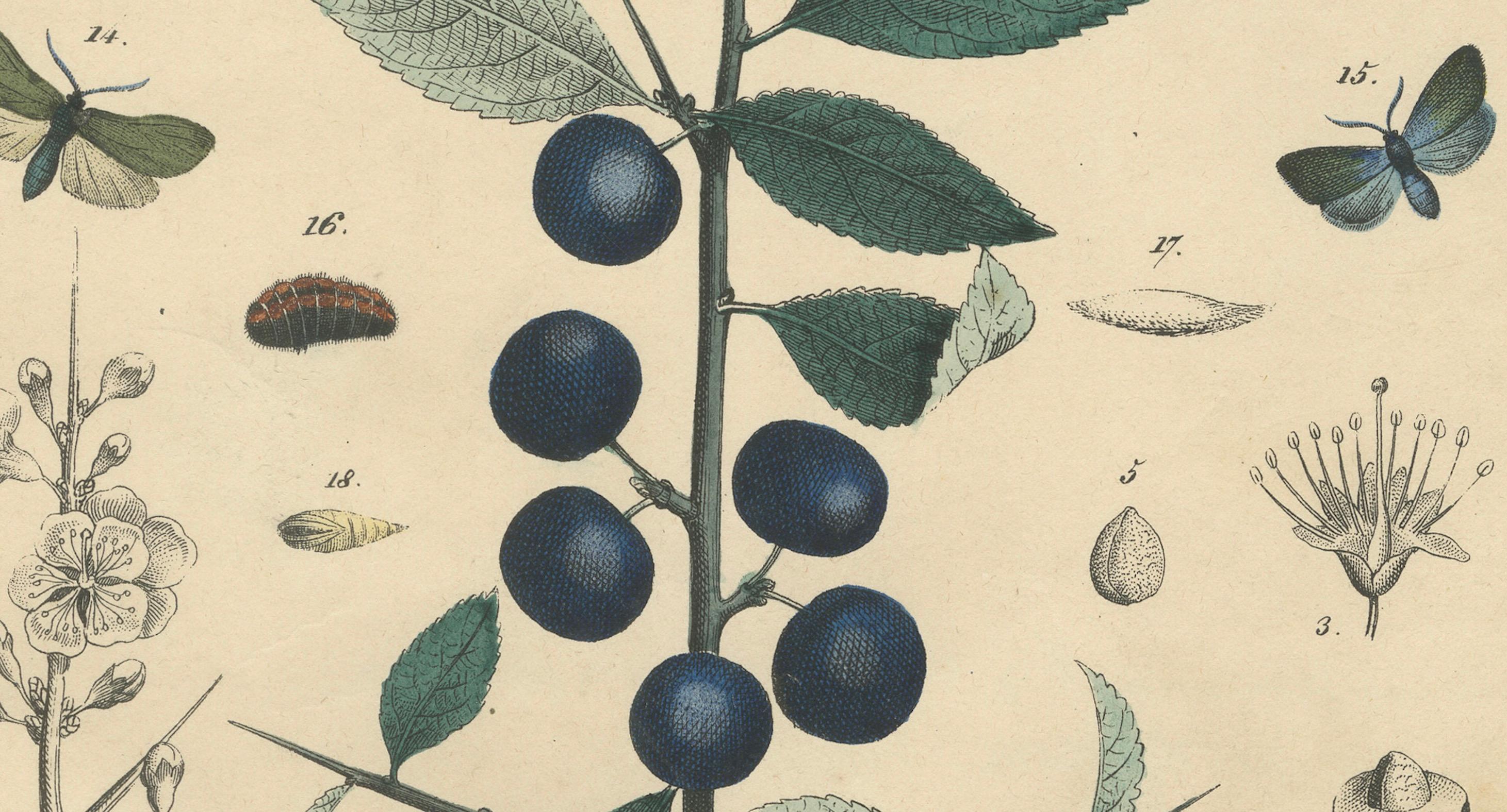 1848 Handkolorierte Lithographie von Schmetterlingen, Katzenpilzen und Schwarzthornpflanze (Papier) im Angebot