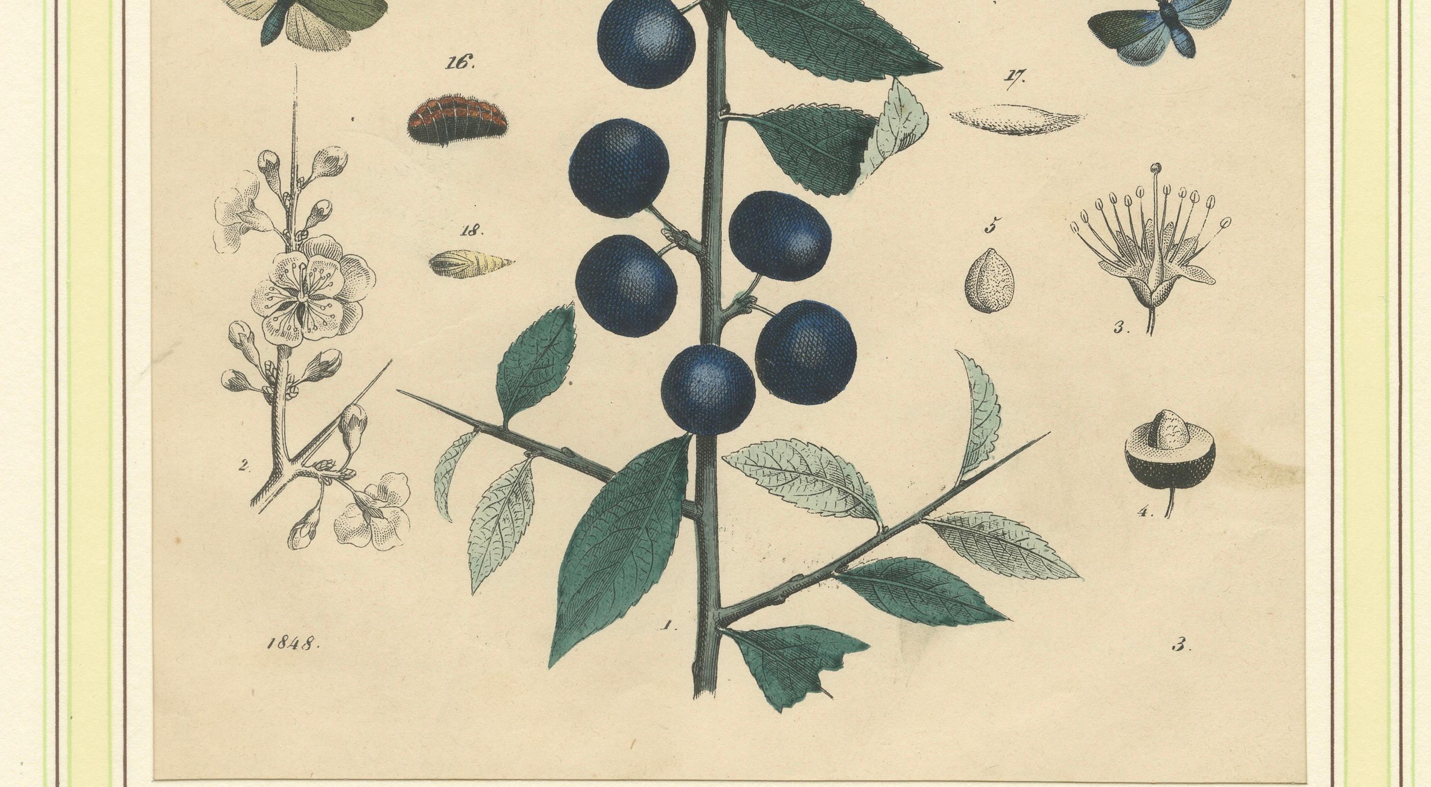 1848 Handkolorierte Lithographie von Schmetterlingen, Katzenpilzen und Schwarzthornpflanze im Angebot 1