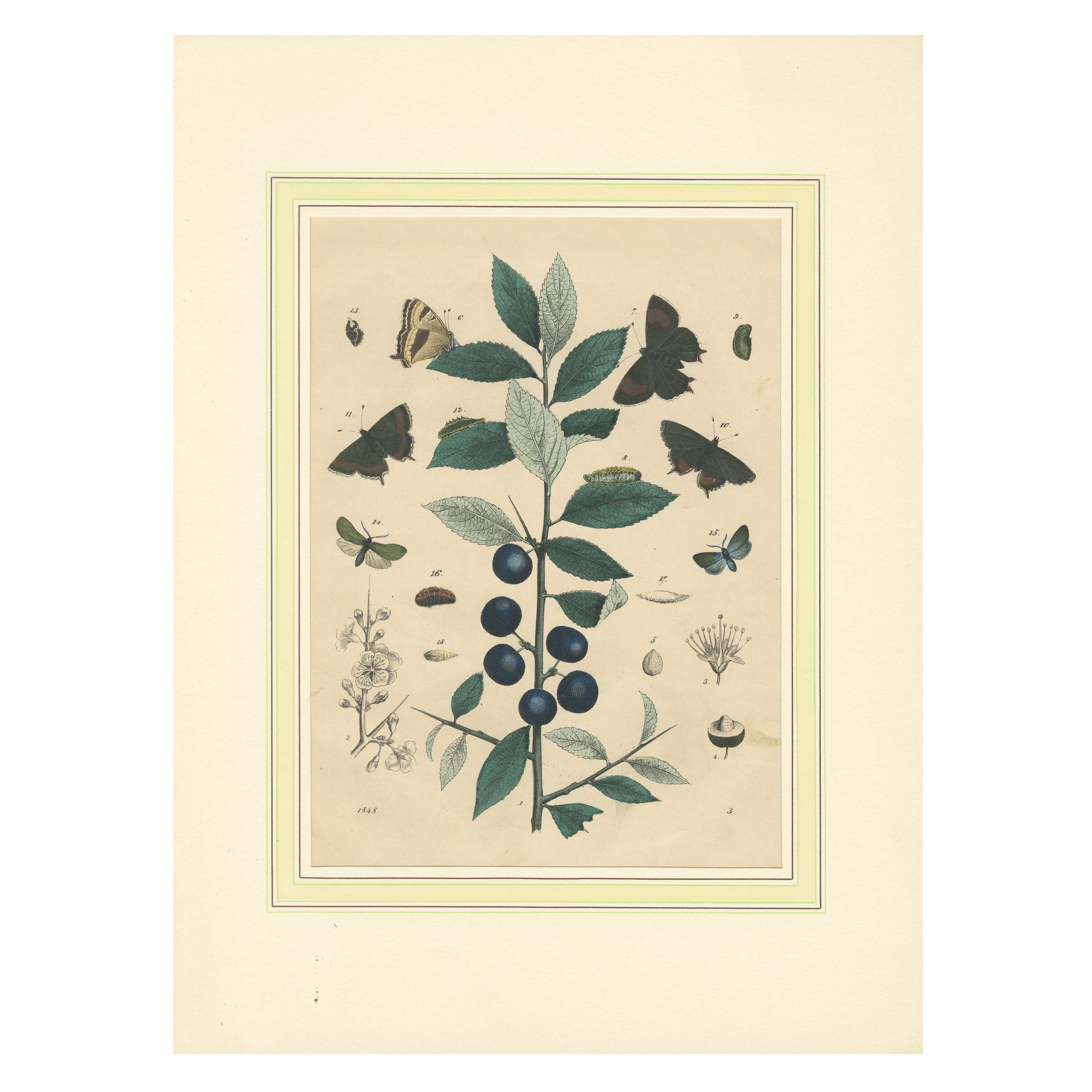 1848 Hand-Colored Lithograph of Butterflies, Caterpillars and Blackthorn Plant