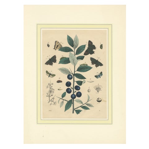 1848 Hand-Colored Lithograph of Butterflies, Caterpillars and Blackthorn Plant