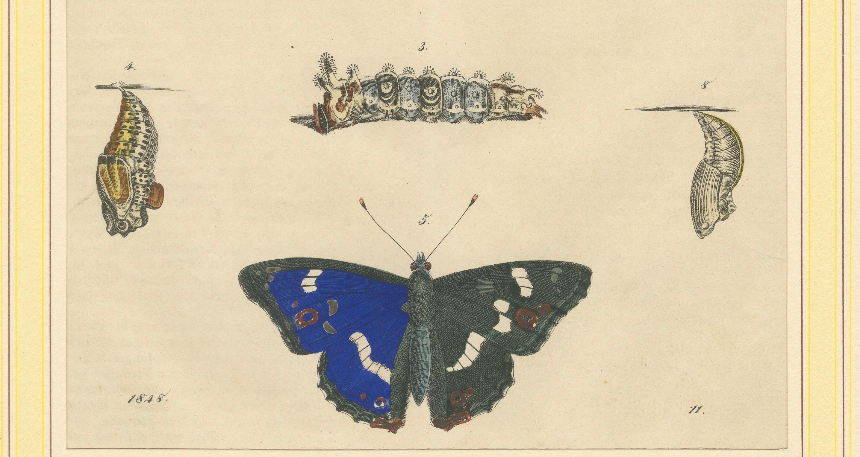 1848 Handkolorierte Lithographie des Lebenszyklus eines Schmetterlings - eine exquisite Studie über Metamorphose und natürliche Schönheit

Diese handkolorierte Lithografie aus dem Jahr 1848 zeigt den Lebenszyklus eines Schmetterlings in