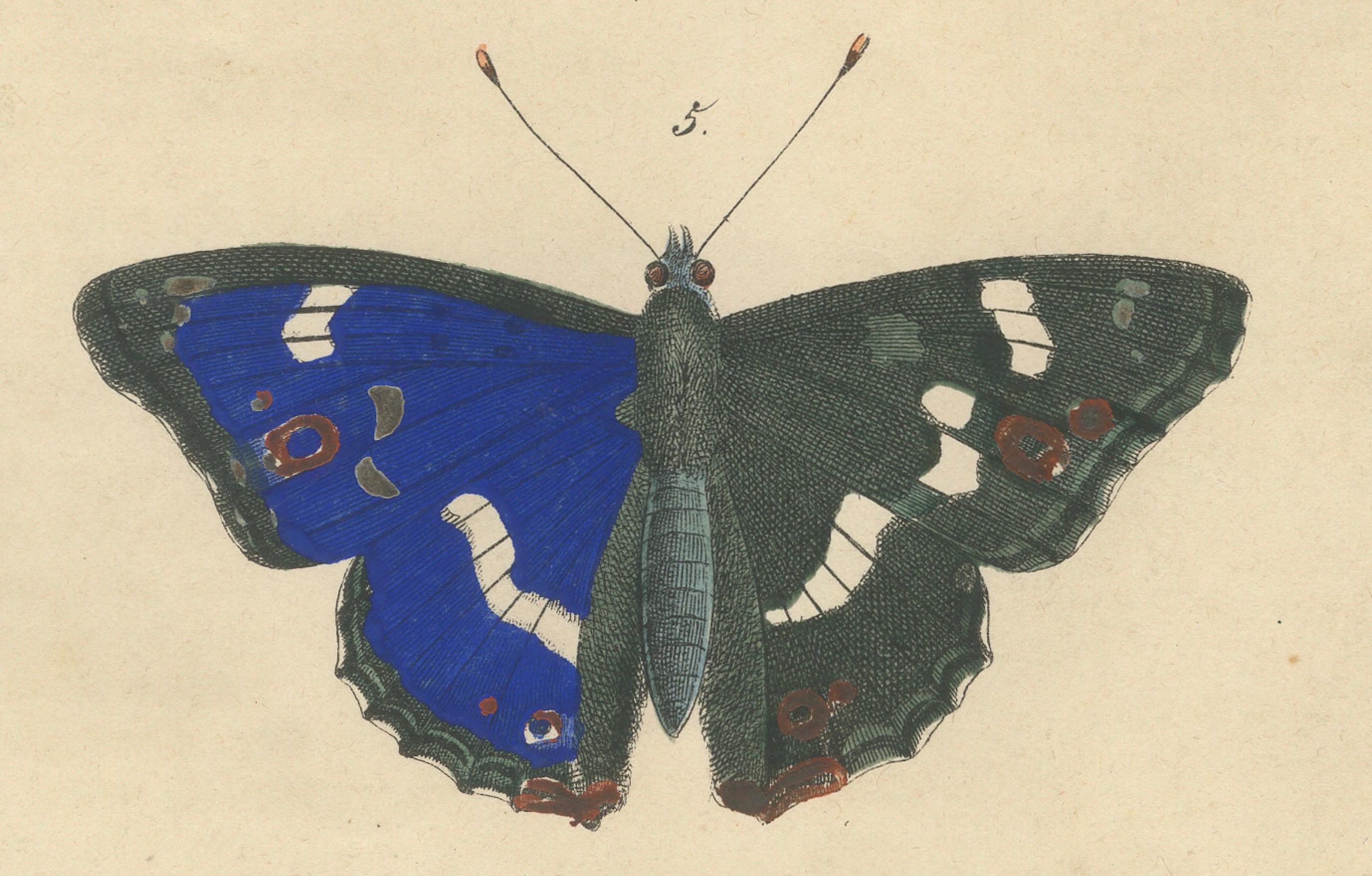 Handkolorierte Lithographie des Schmetterlingslebenzyklus von 1848 im Zustand „Gut“ im Angebot in Langweer, NL