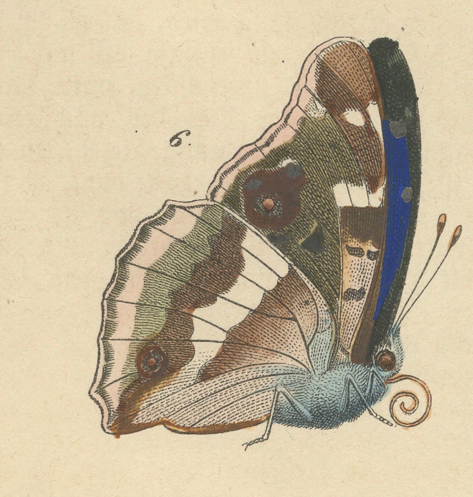 Handkolorierte Lithographie des Schmetterlingslebenzyklus von 1848 (Mittleres 19. Jahrhundert) im Angebot