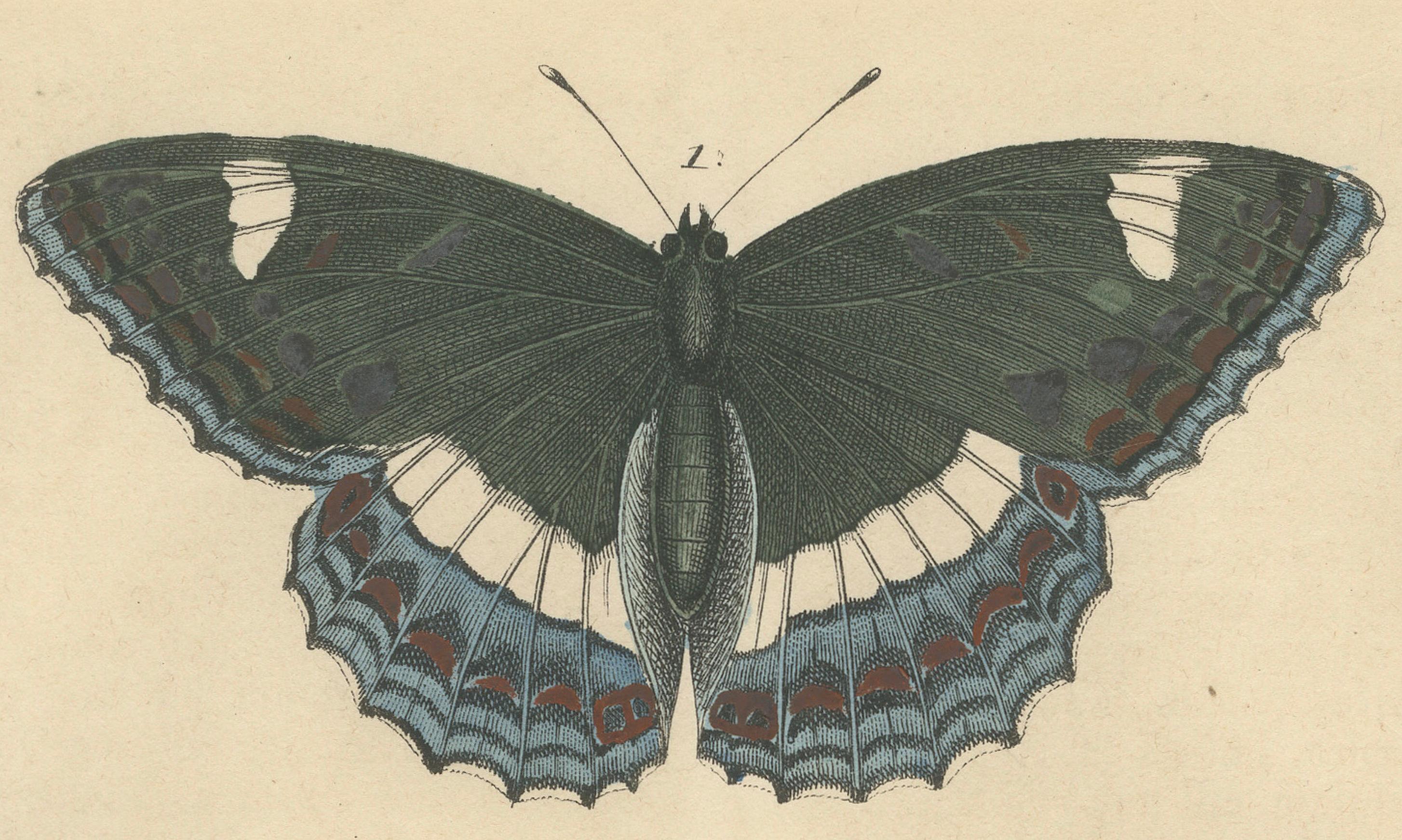 Handkolorierte Lithographie des Schmetterlingslebenzyklus von 1848 im Angebot 1