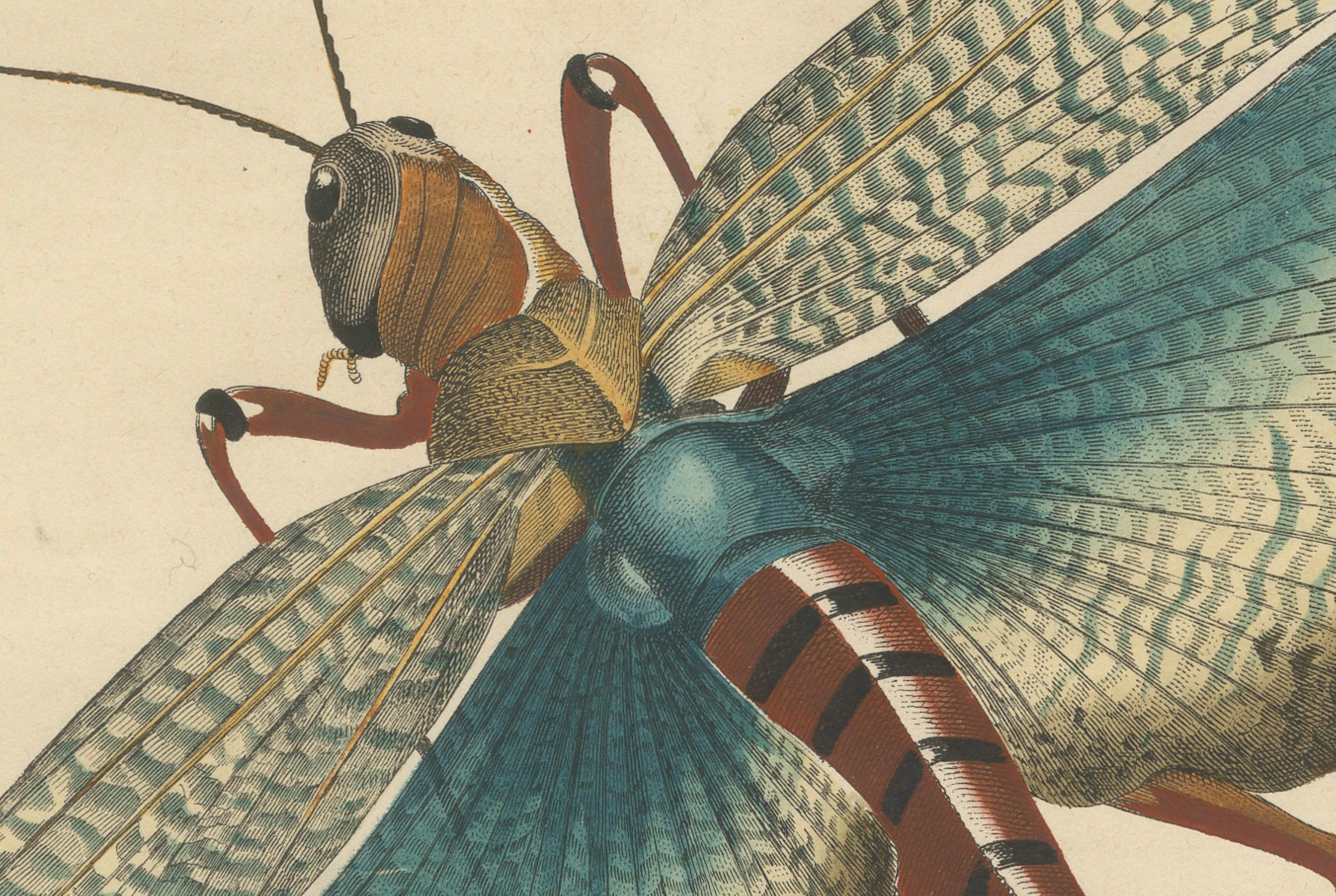This is a stunning hand-colored lithograph from 1848, titled Die indische Heuschrecke (