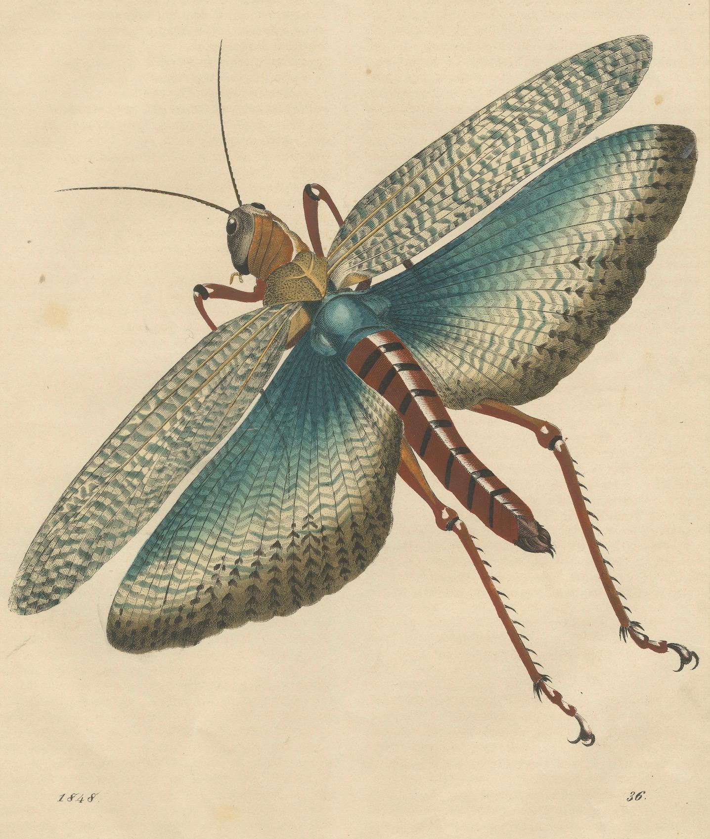 1848 Hand-Coloured Lithograph of the Large Indian Grasshopper In Good Condition For Sale In Langweer, NL