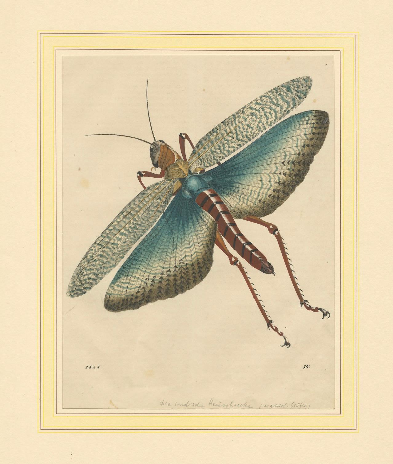 Mid-19th Century 1848 Hand-Coloured Lithograph of the Large Indian Grasshopper For Sale