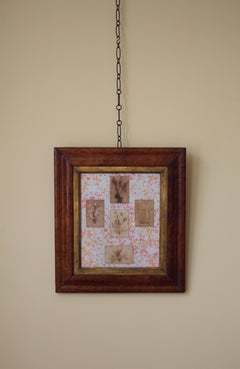 1849 Mid Victorian Seaweed Specimens Brighton England Natural History Curio