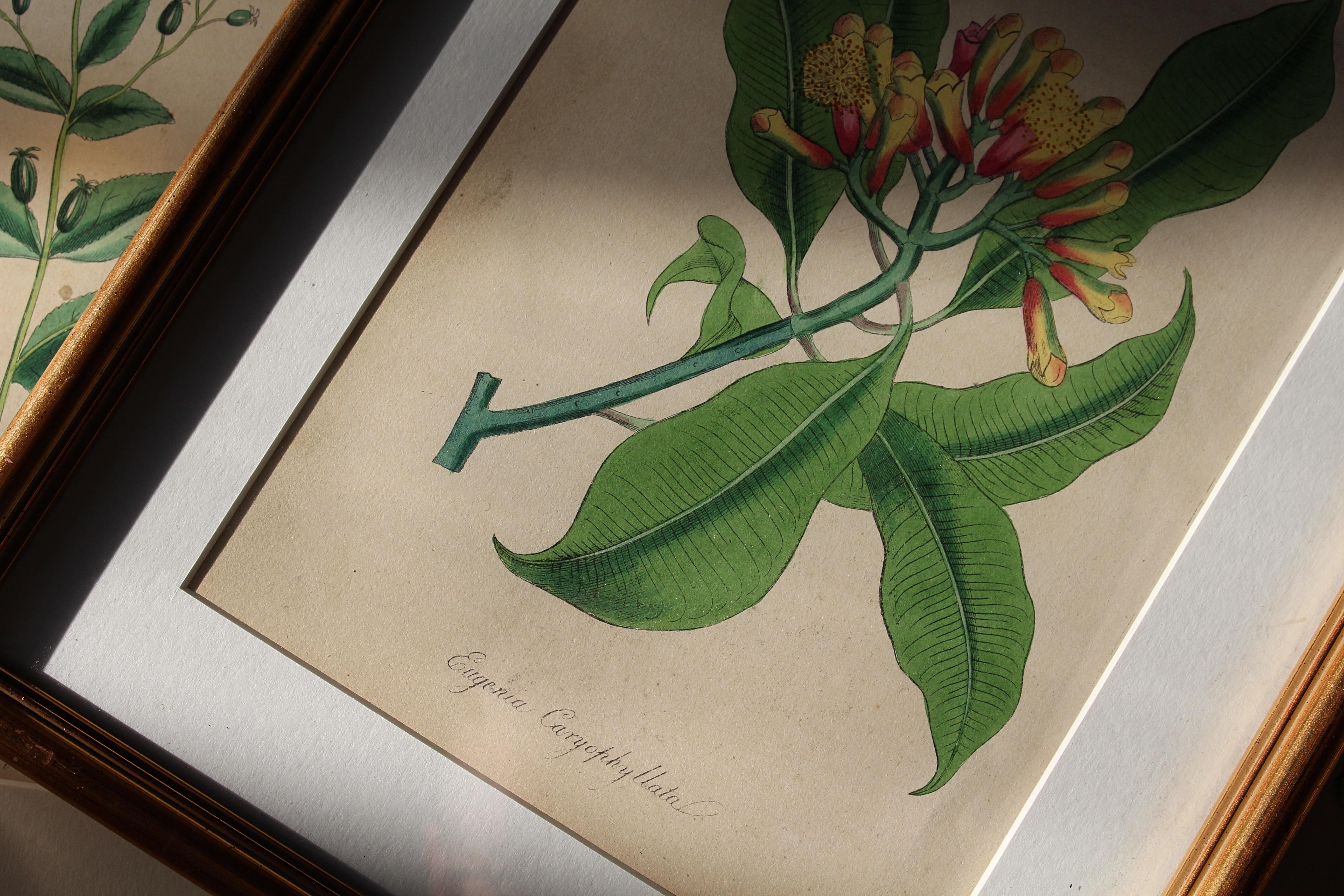 1850 12 Hand Coloured Botanical Plates From the American Practice of Medicine For Sale 3