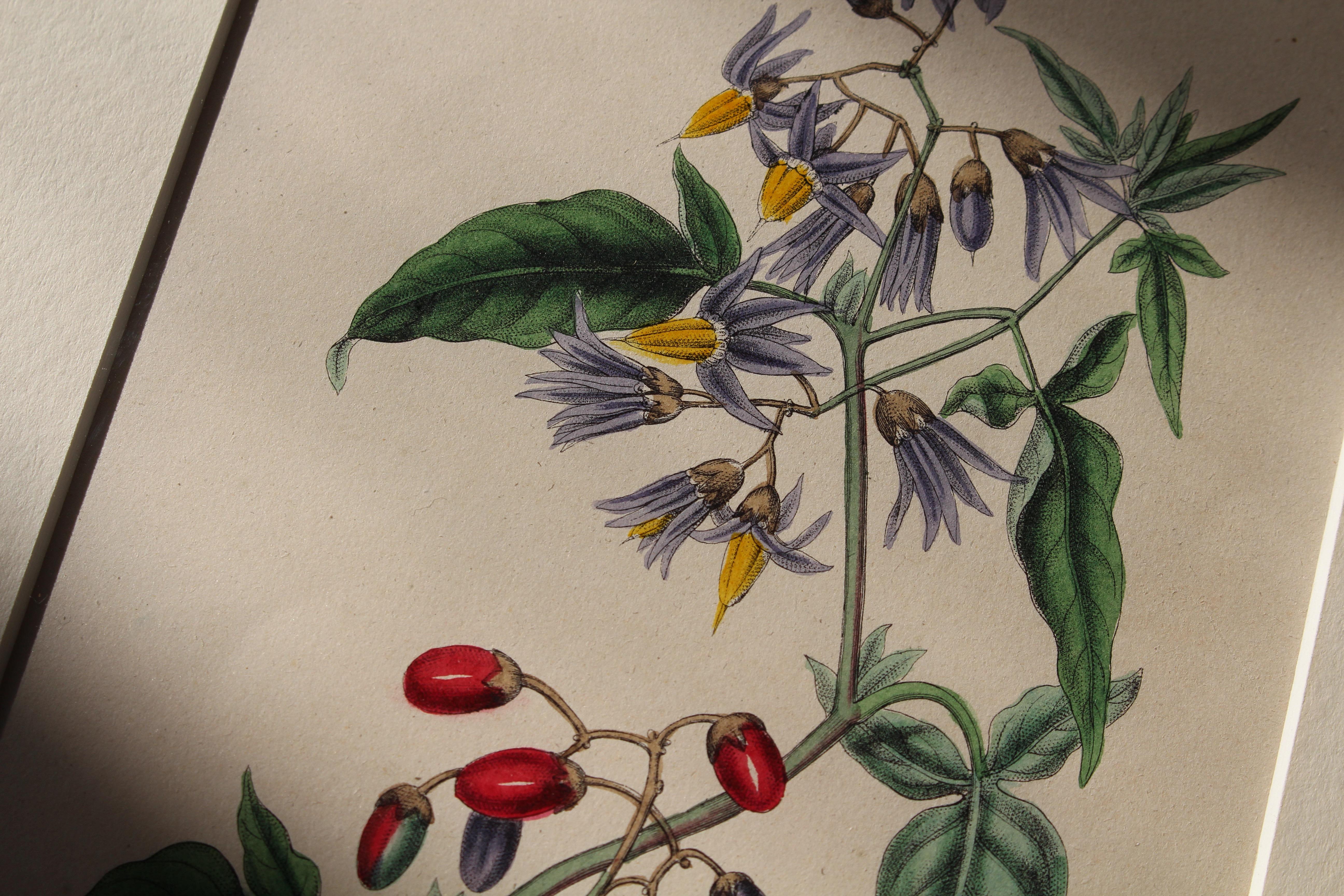 1850 12 Hand Coloured Botanical Plates From the American Practice of Medicine For Sale 4