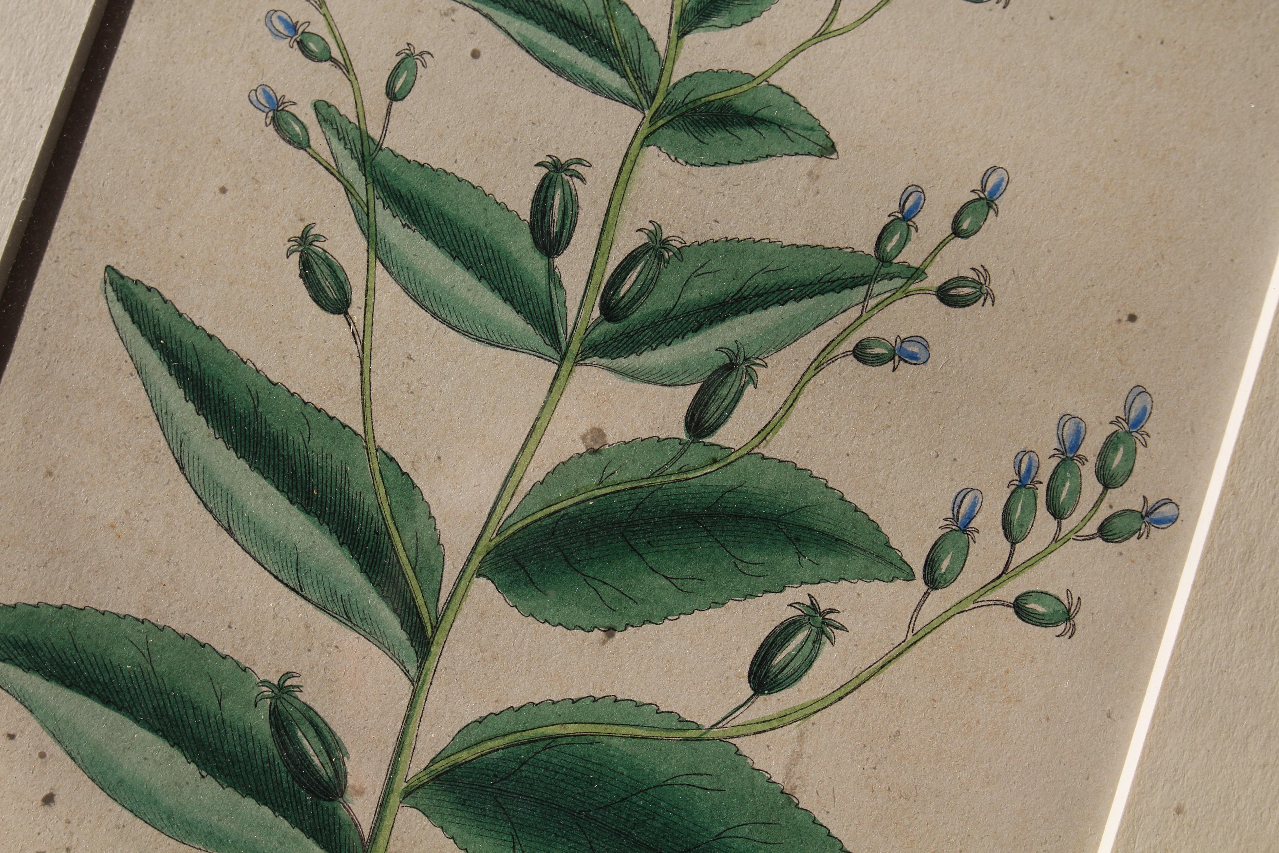 1850 12 Hand Coloured Botanical Plates From the American Practice of Medicine For Sale 6