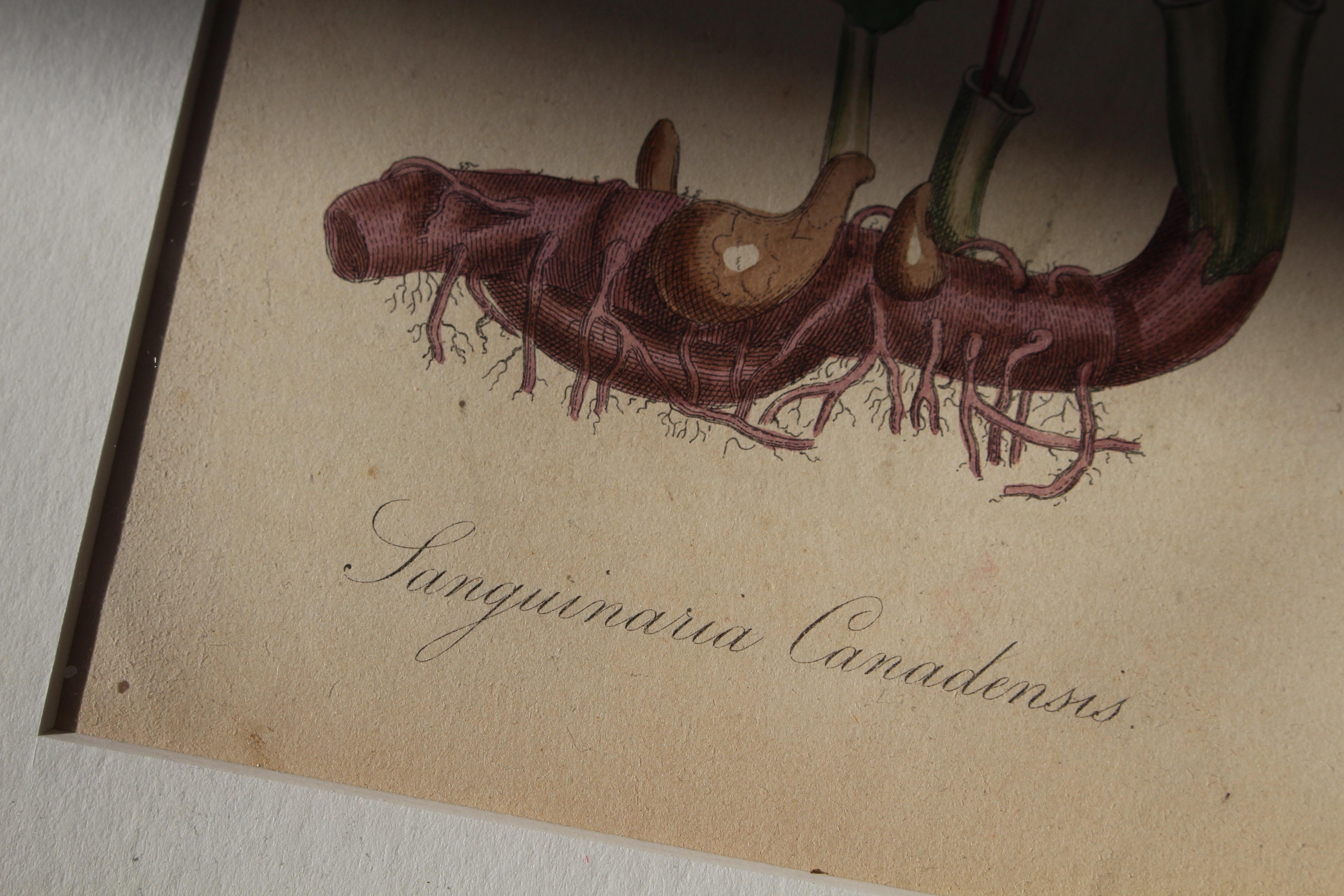 1850 12 Hand Coloured Botanical Plates From the American Practice of Medicine For Sale 7