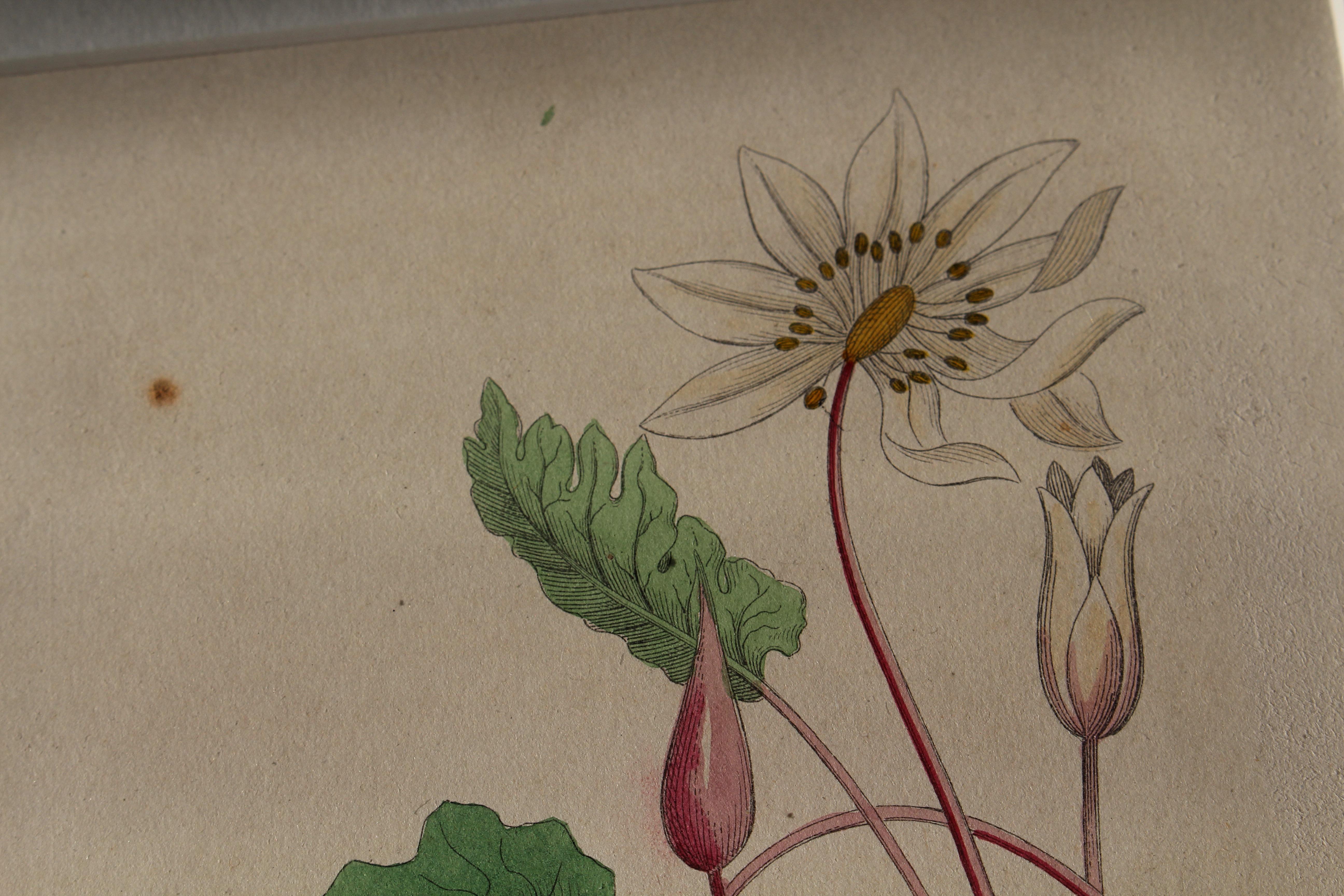 1850 12 Hand Coloured Botanical Plates From the American Practice of Medicine For Sale 8