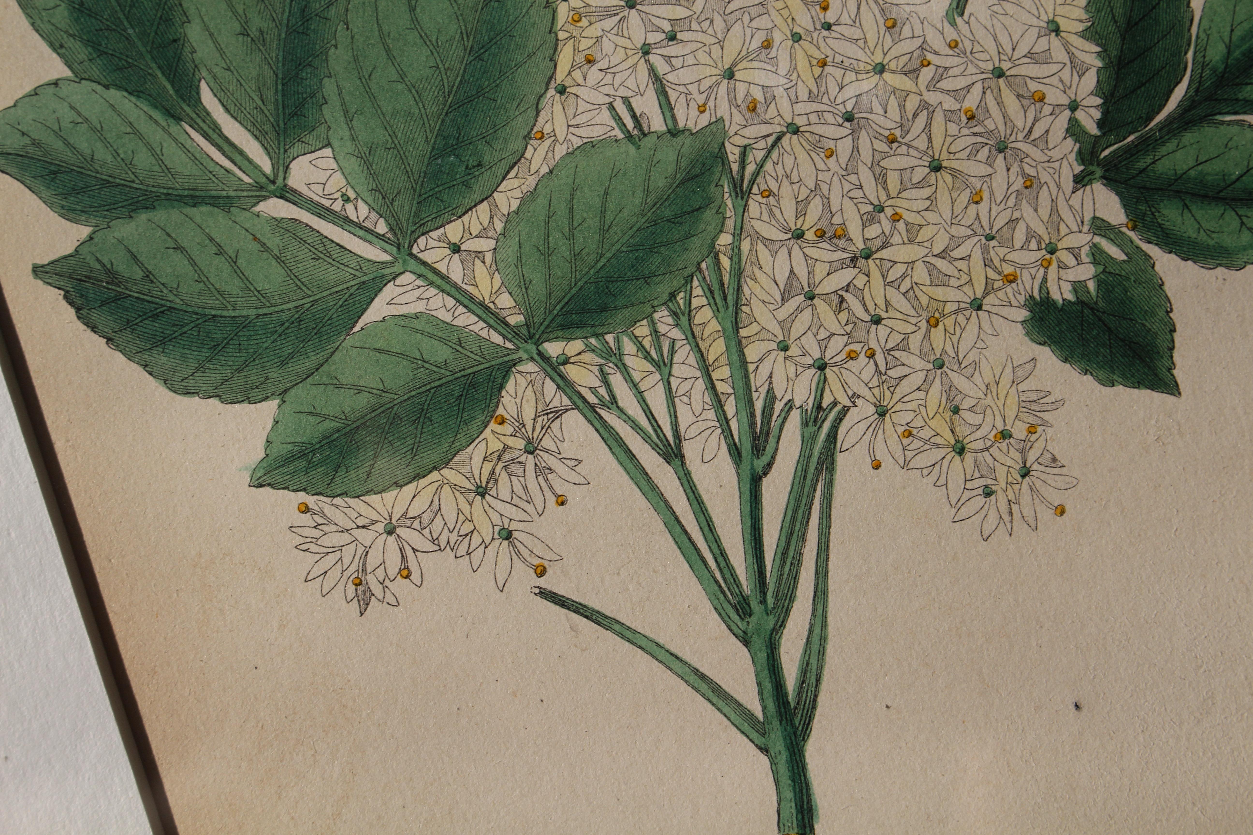 1850 12 Hand Coloured Botanical Plates From the American Practice of Medicine For Sale 9