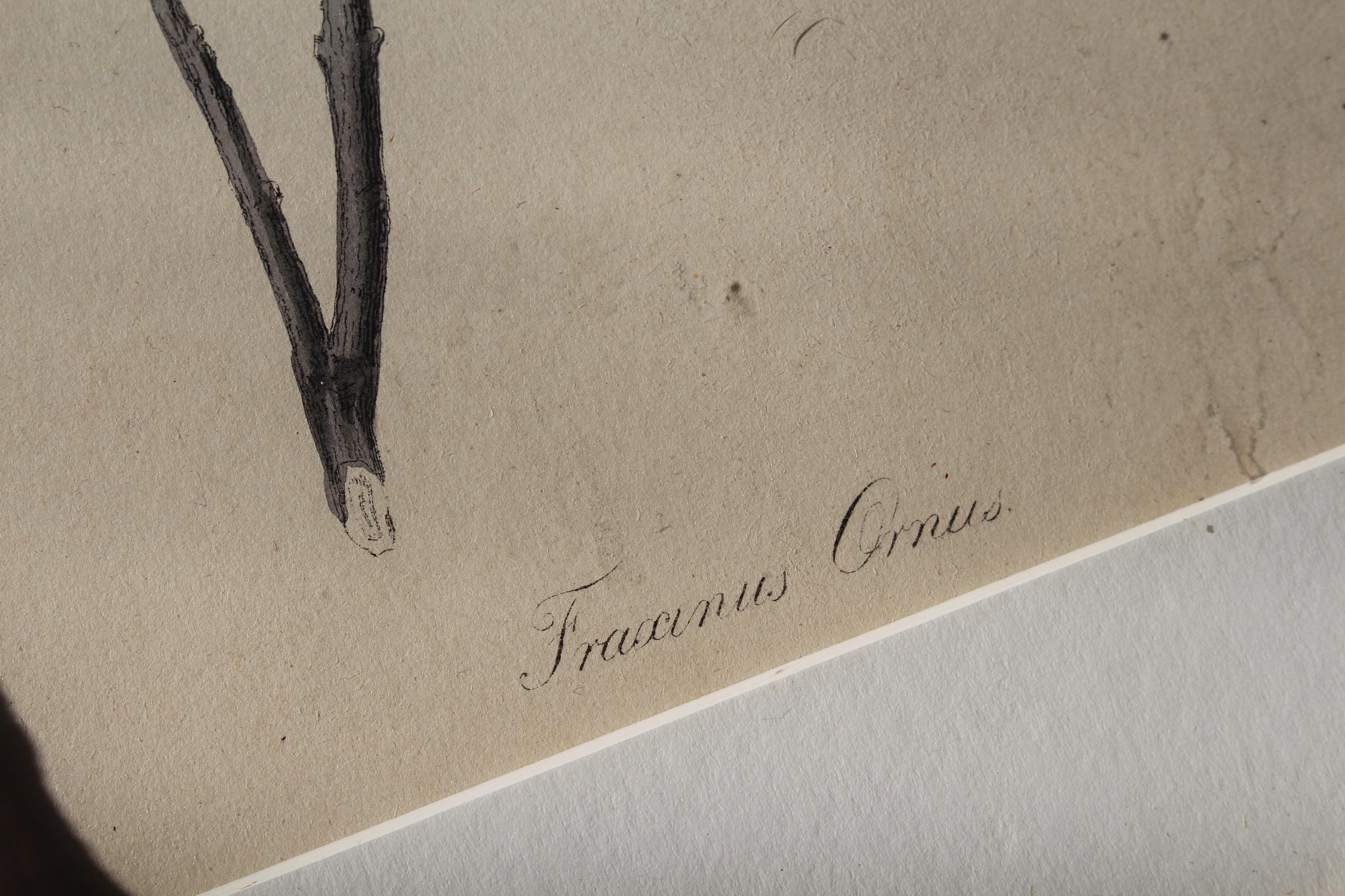 1850 12 Hand Coloured Botanical Plates From the American Practice of Medicine For Sale 10