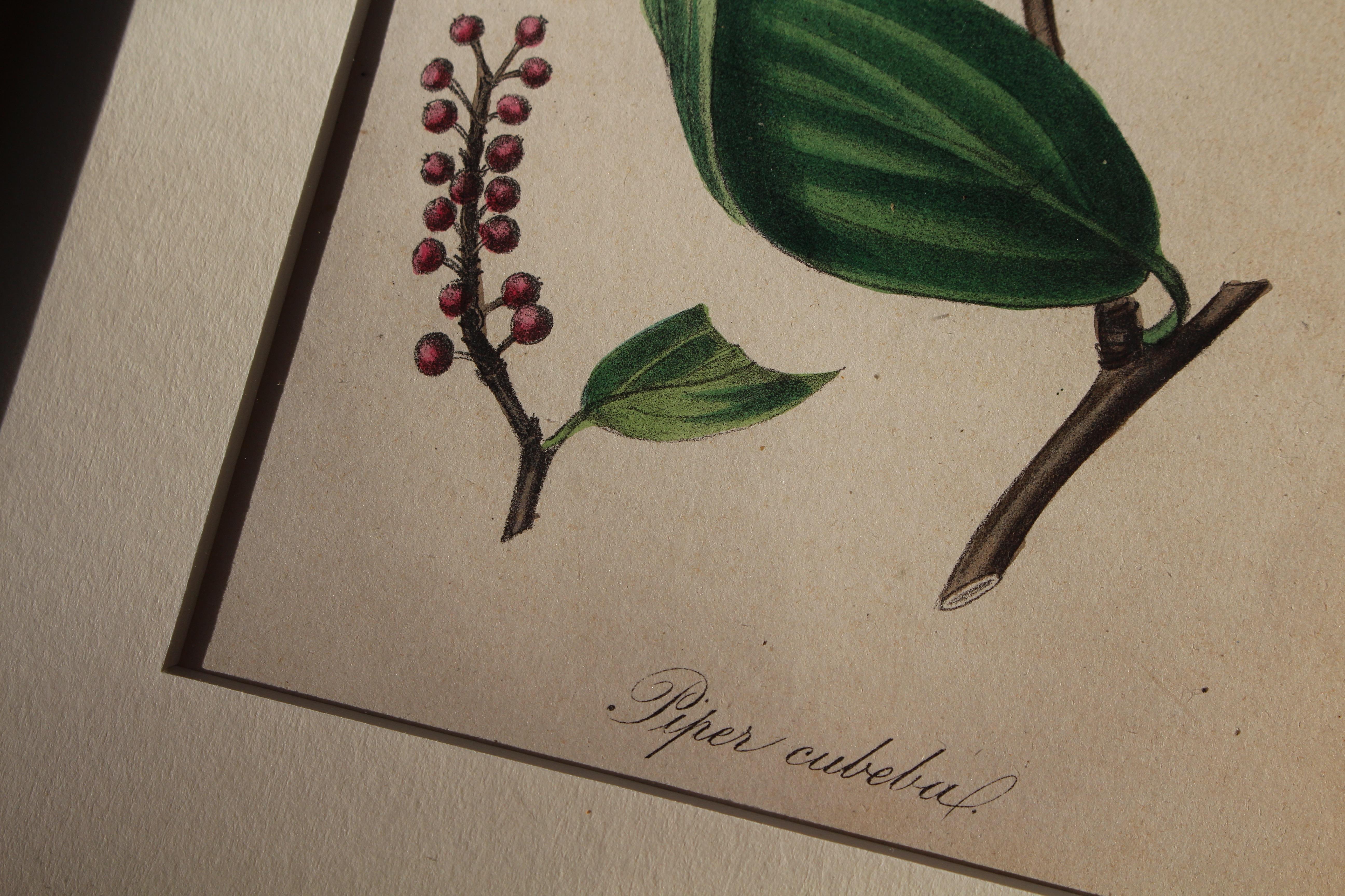 1850 12 Hand Coloured Botanical Plates From the American Practice of Medicine For Sale 11