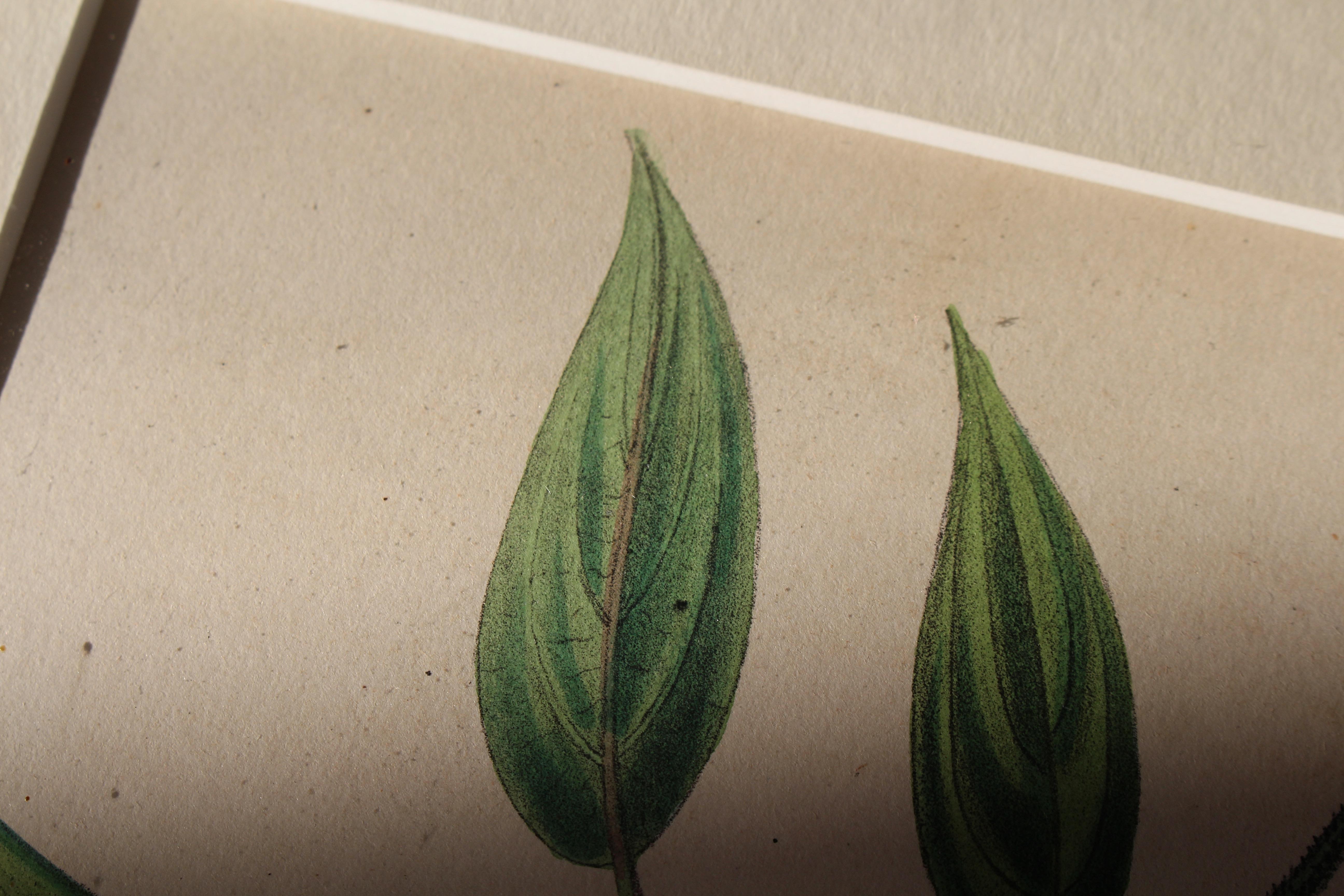 1850 12 Hand Coloured Botanical Plates From the American Practice of Medicine For Sale 12