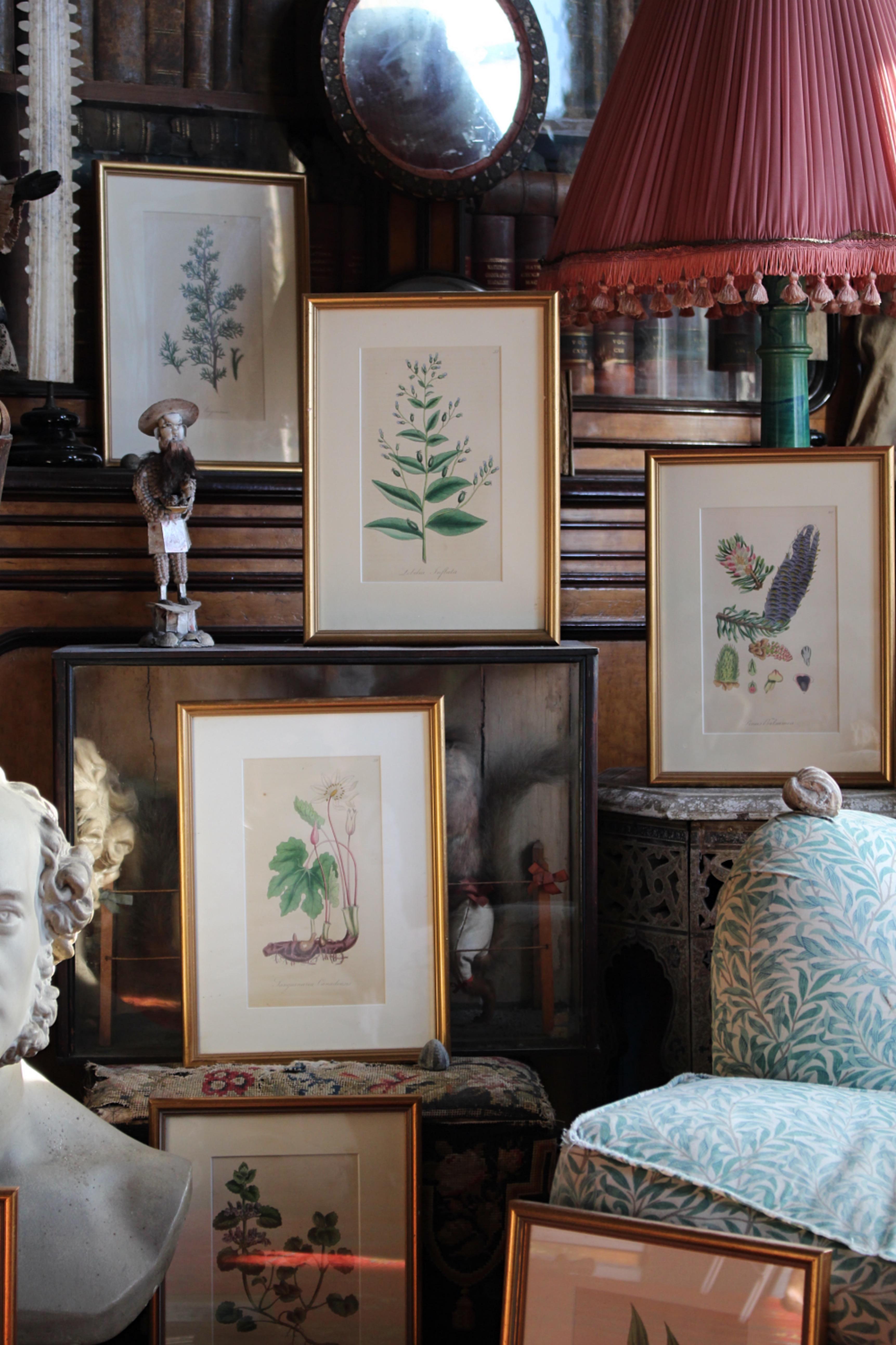 A collection of 12 mid-19th century hand colured engravings of botanical specimens from the American Practice of Medicine, 1850

Each has been professionally mounted and framed in a antique style water gilt frame

Excellent in condition, minor