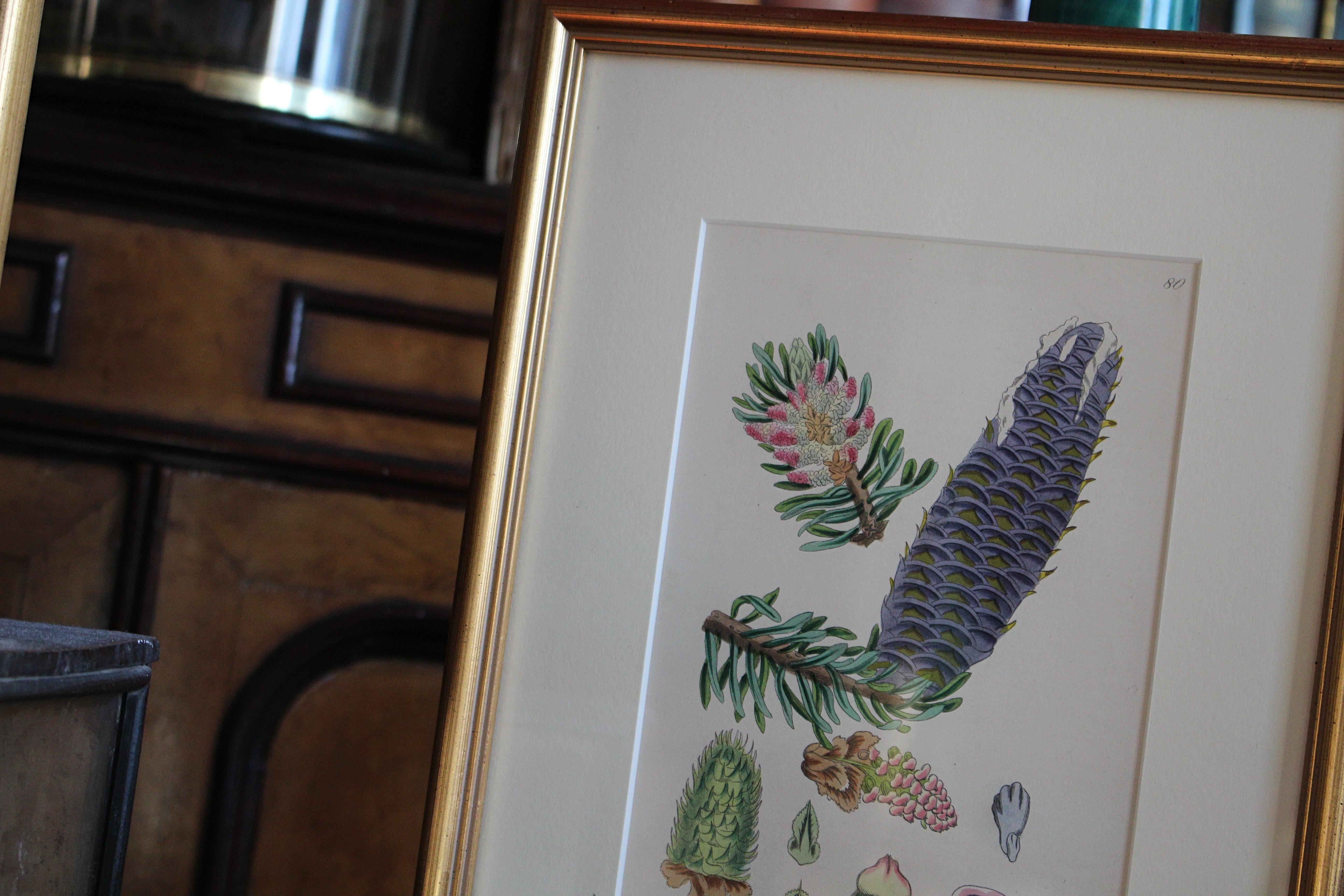 1850 12 Hand Coloured Botanical Plates From the American Practice of Medicine In Good Condition For Sale In Lowestoft, GB