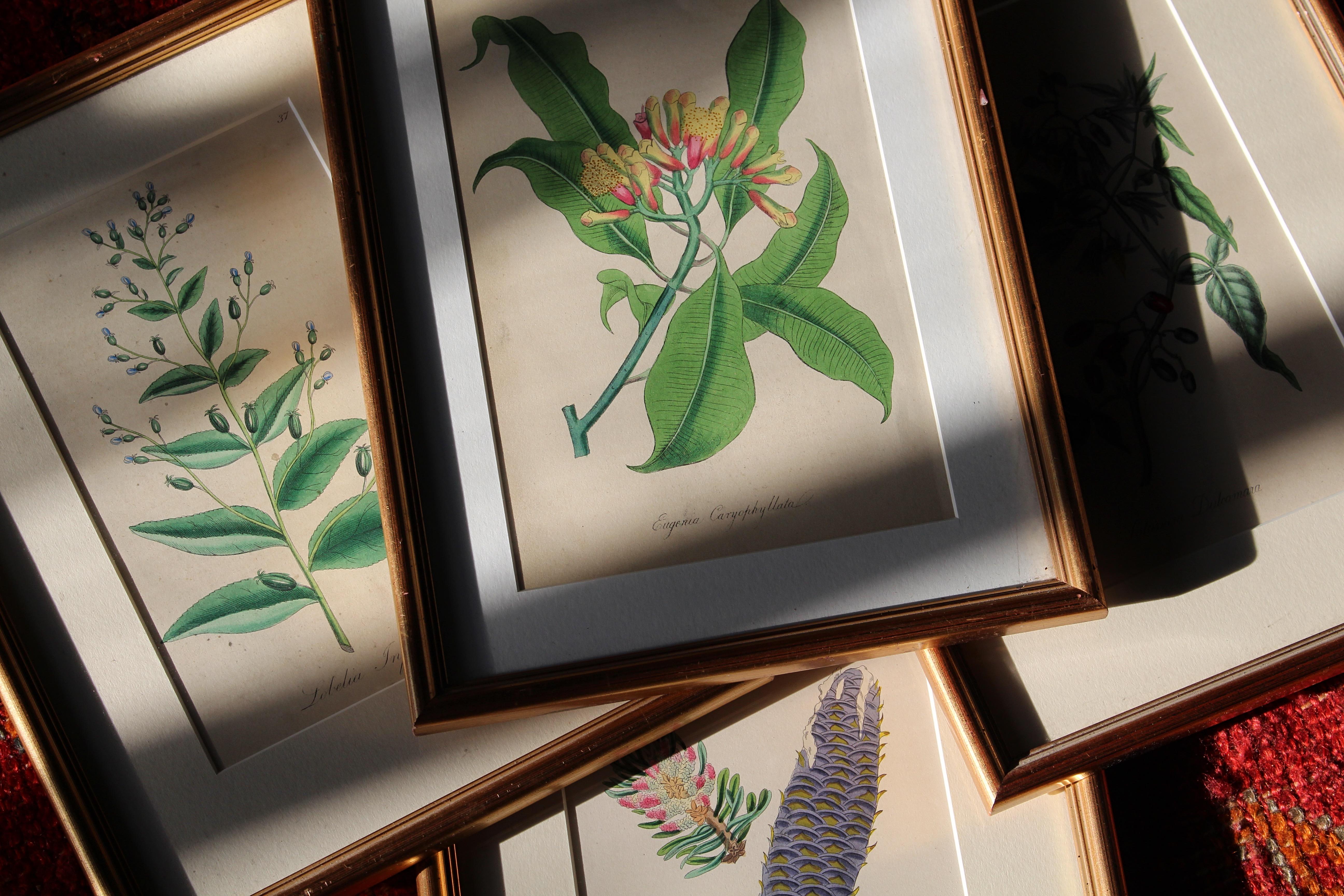 1850 12 Hand Coloured Botanical Plates From the American Practice of Medicine For Sale 1