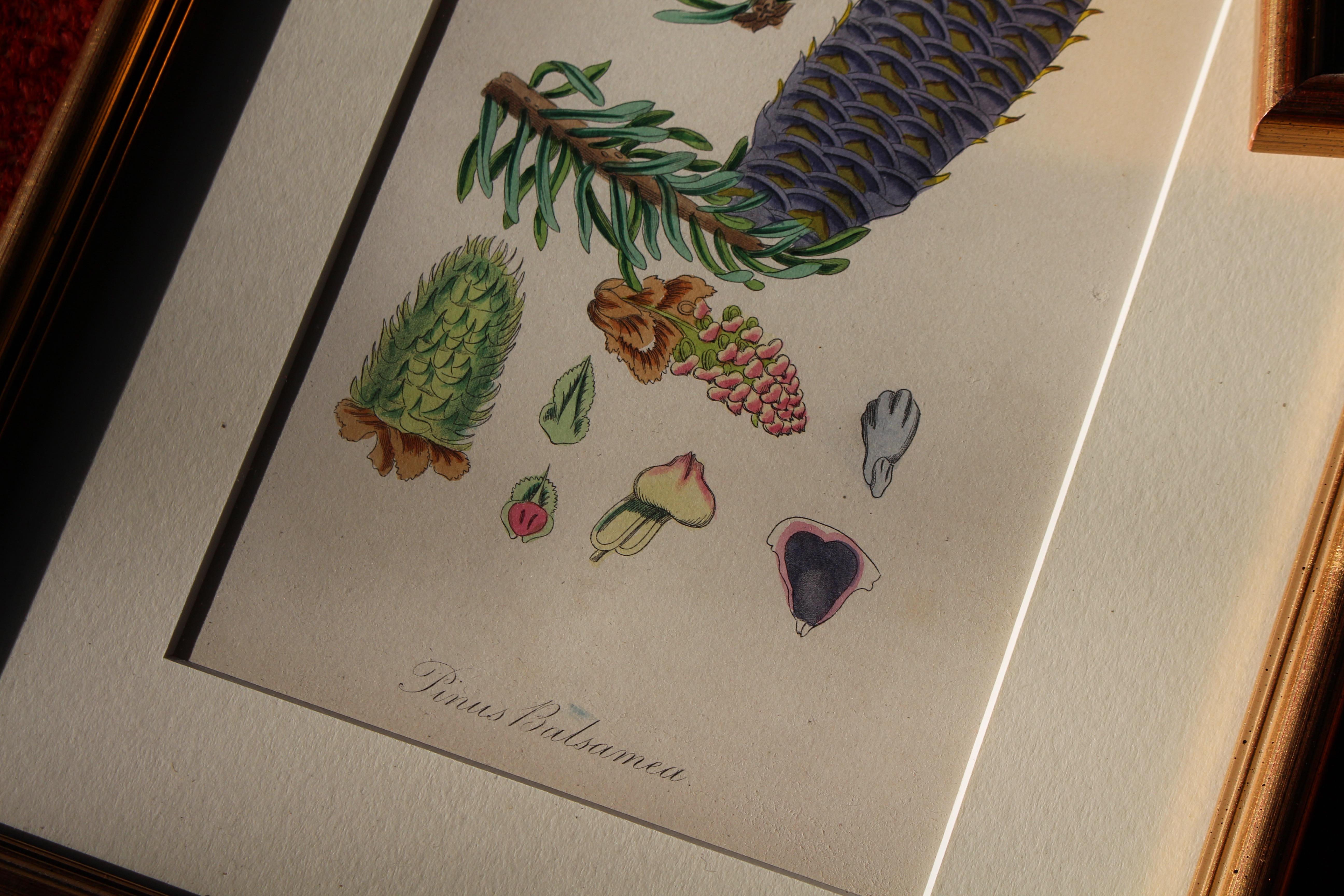 1850 12 Hand Coloured Botanical Plates From the American Practice of Medicine For Sale 2